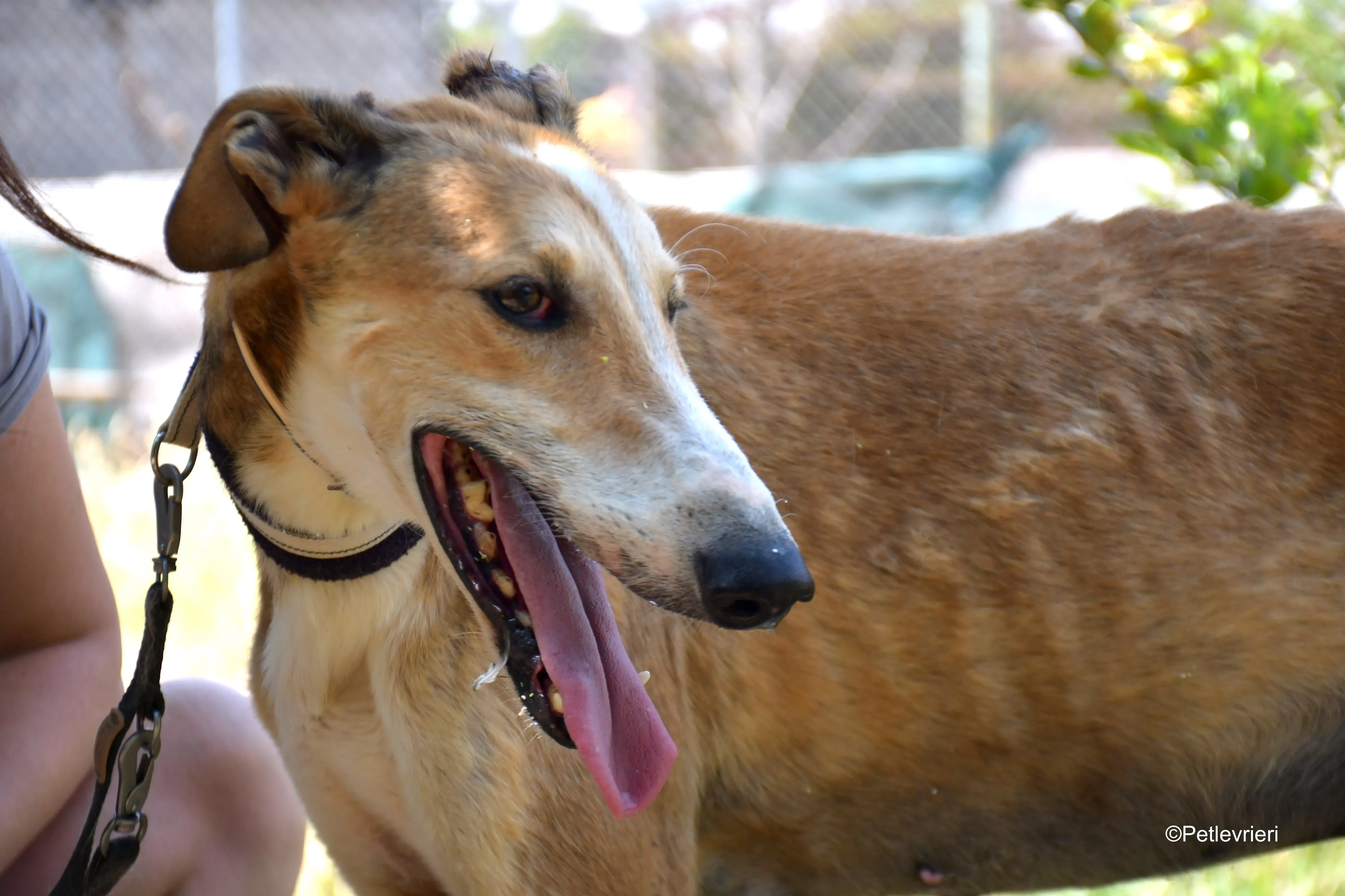 rojo adozione levrieri galgo 3 1