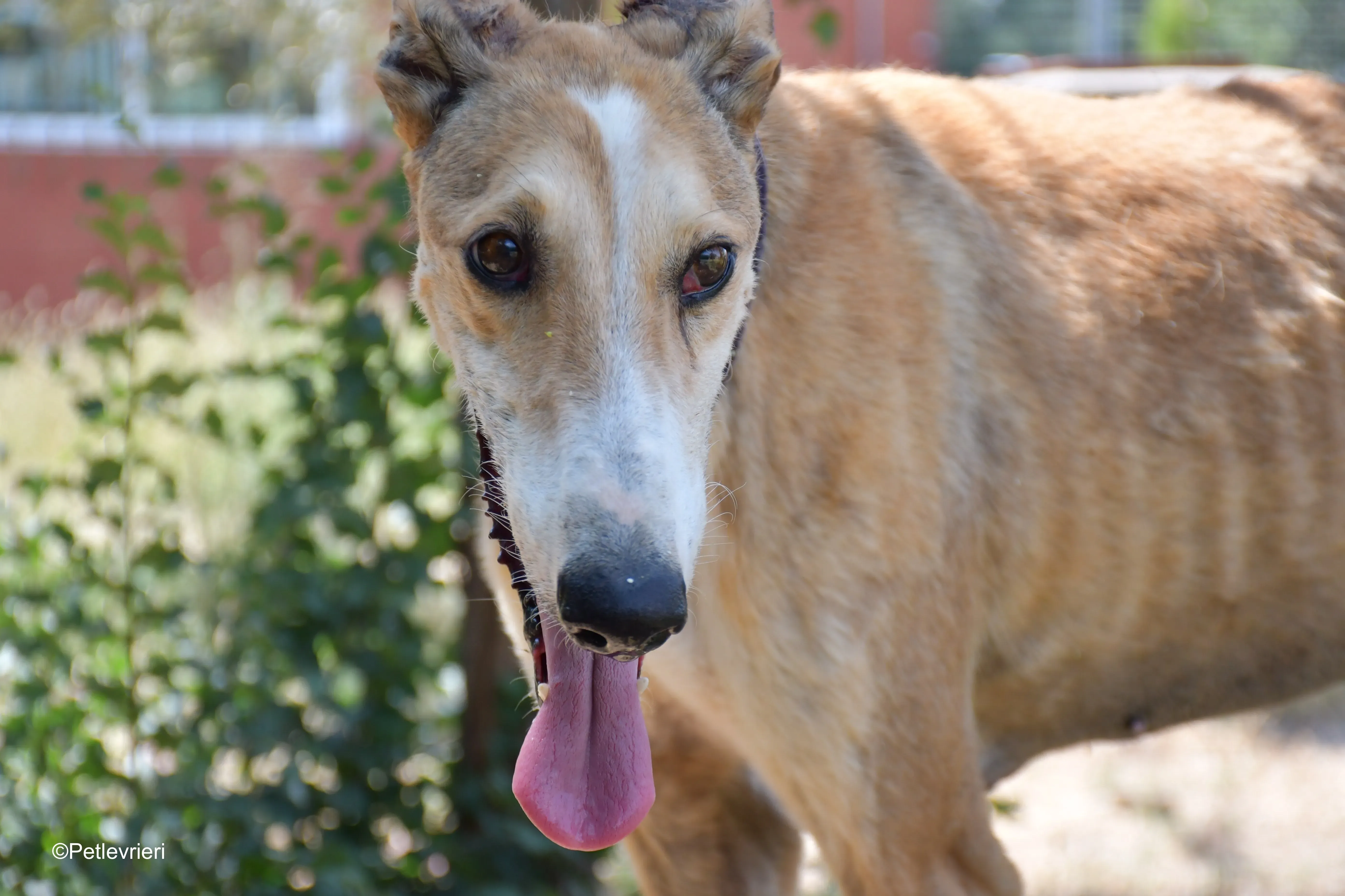 rojo adozione levrieri galgo 4