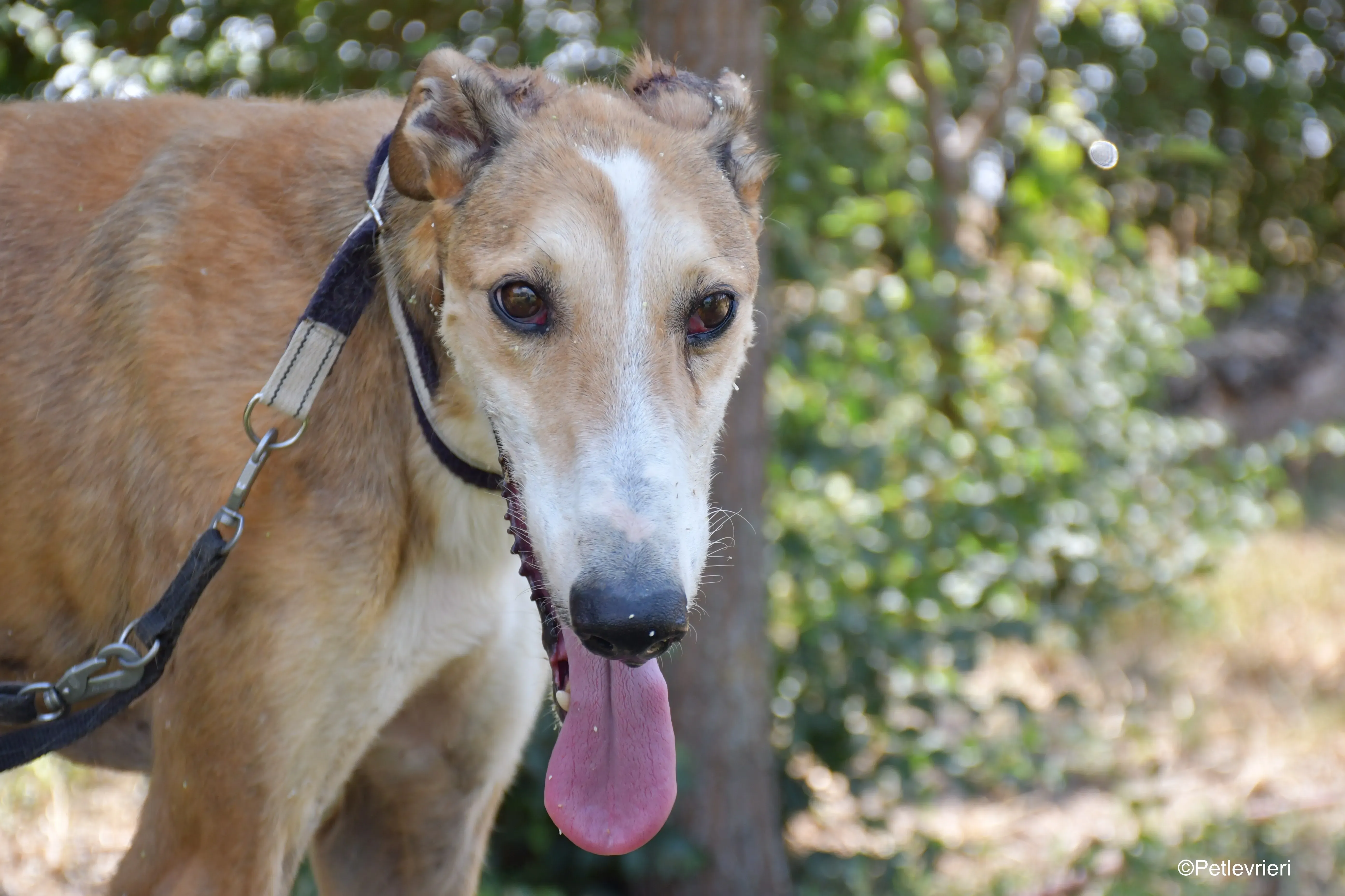 rojo adozione levrieri galgo 5 1