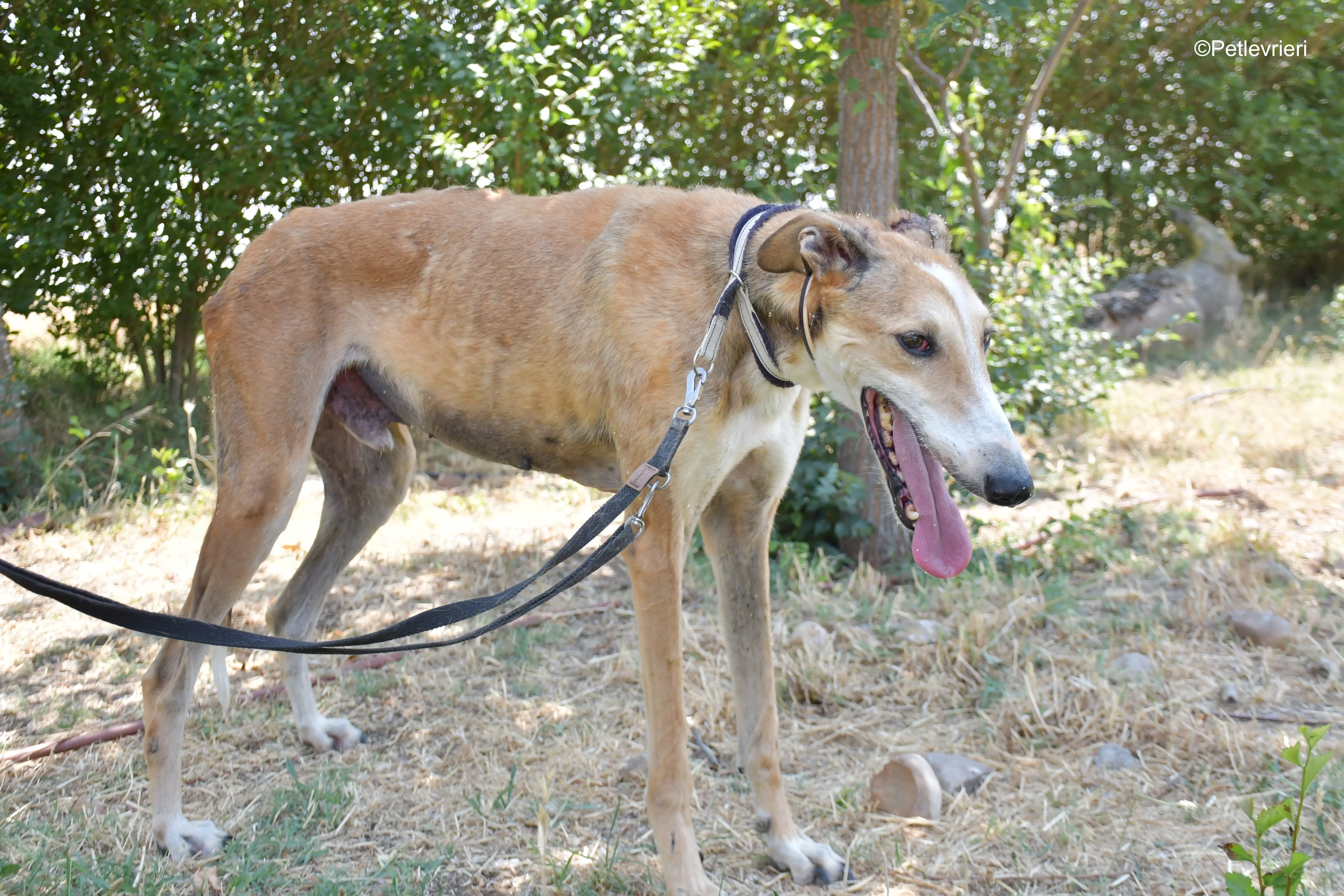 rojo adozione levrieri galgo 6