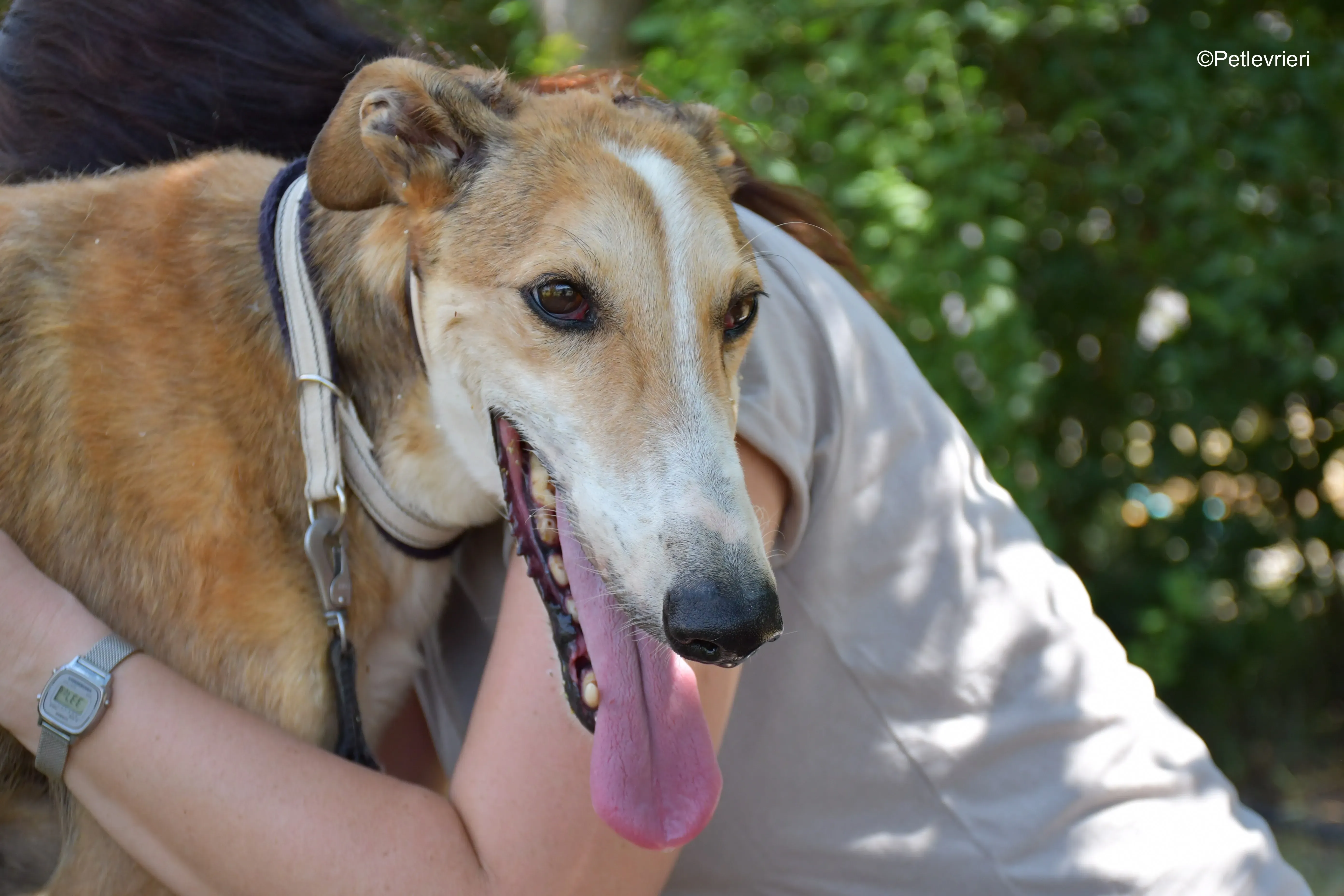 rojo adozione levrieri galgo 7