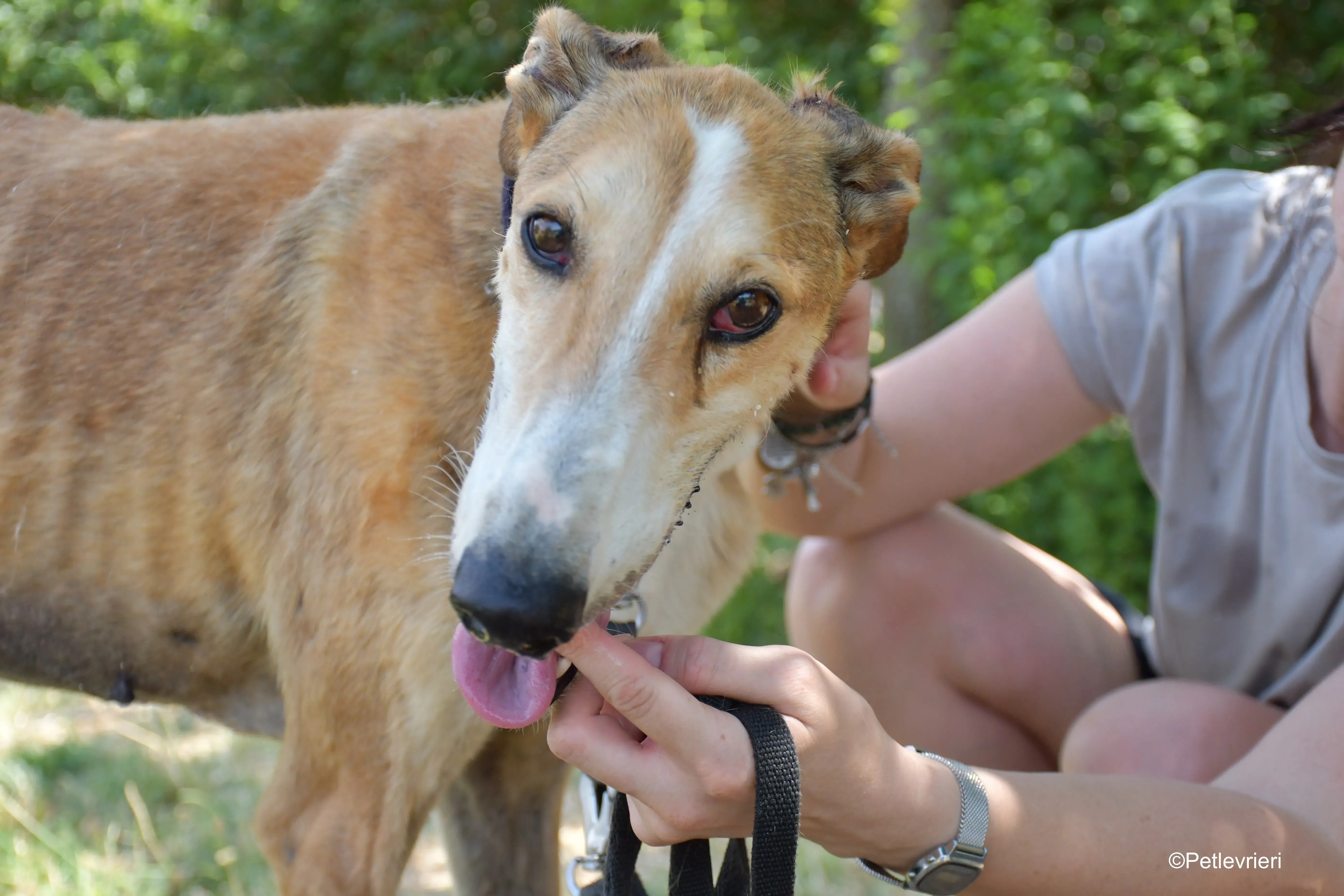 rojo adozione levrieri galgo 8
