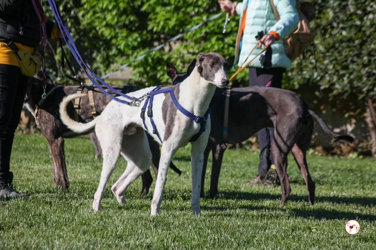 romeo arrivogrey20aprile2024 104 large