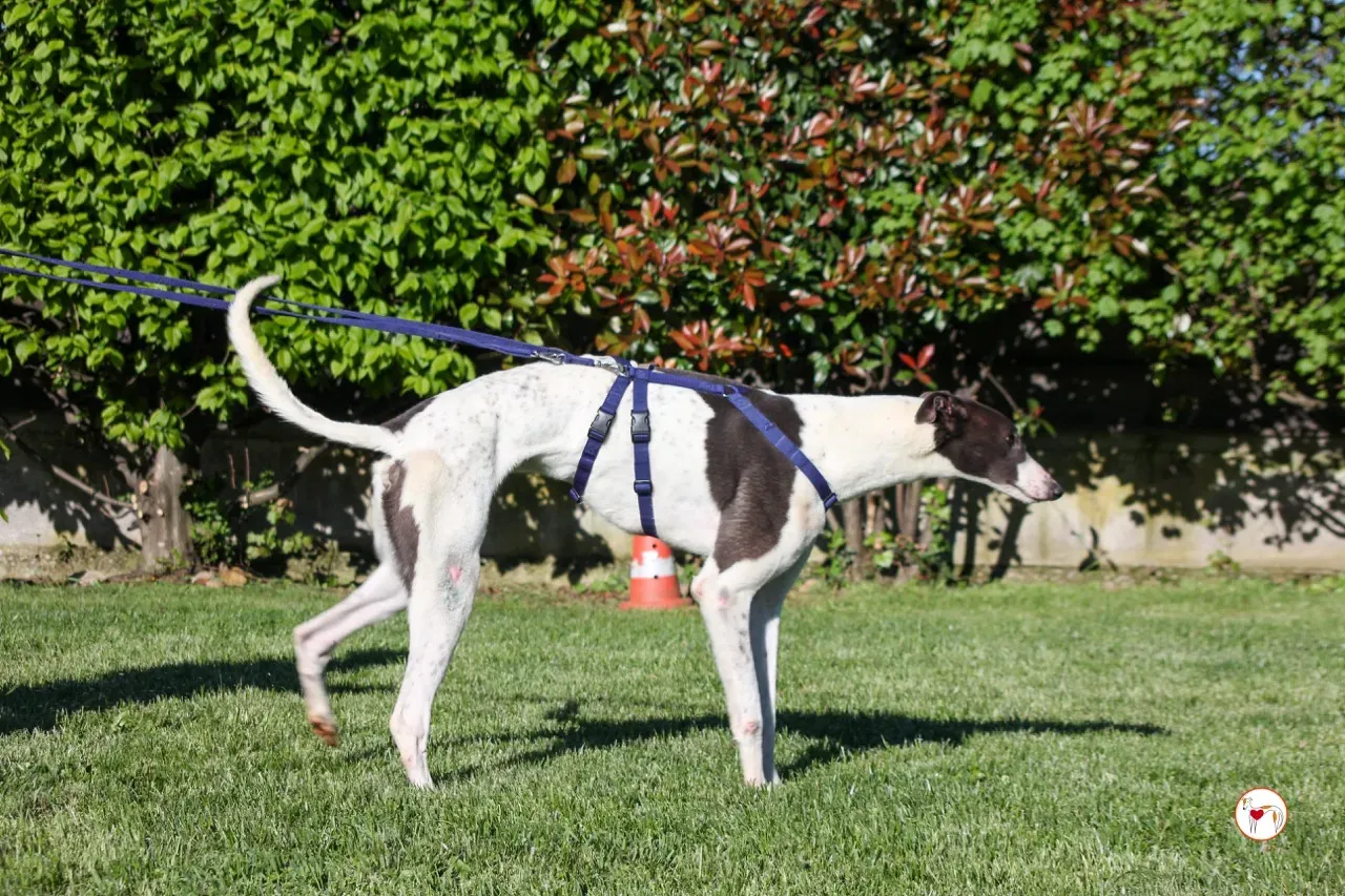 romeo arrivogrey20aprile2024 105 large