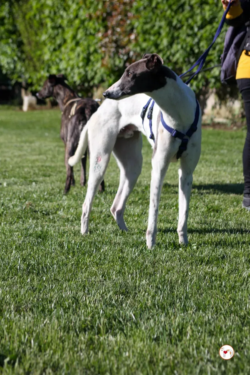 romeo arrivogrey20aprile2024 106 large