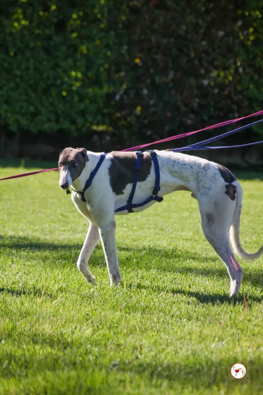 romeo arrivogrey20aprile2024 205 large