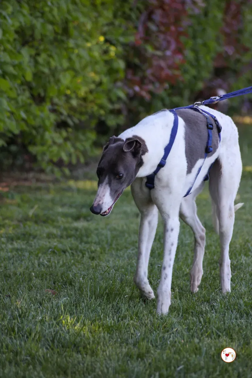 romeo arrivogrey20aprile2024 225 large