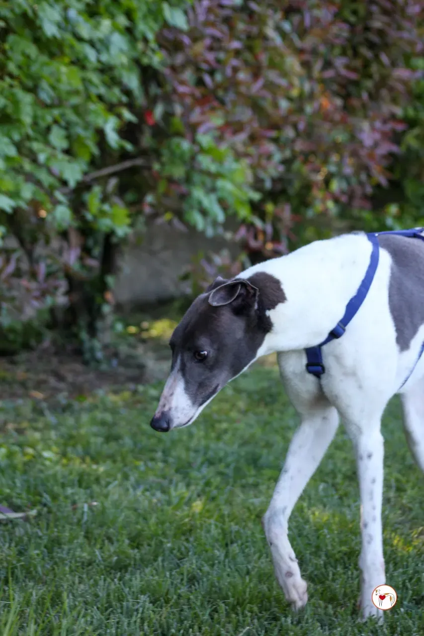 romeo arrivogrey20aprile2024 226 large