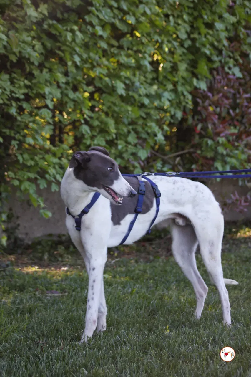 romeo arrivogrey20aprile2024 228 large