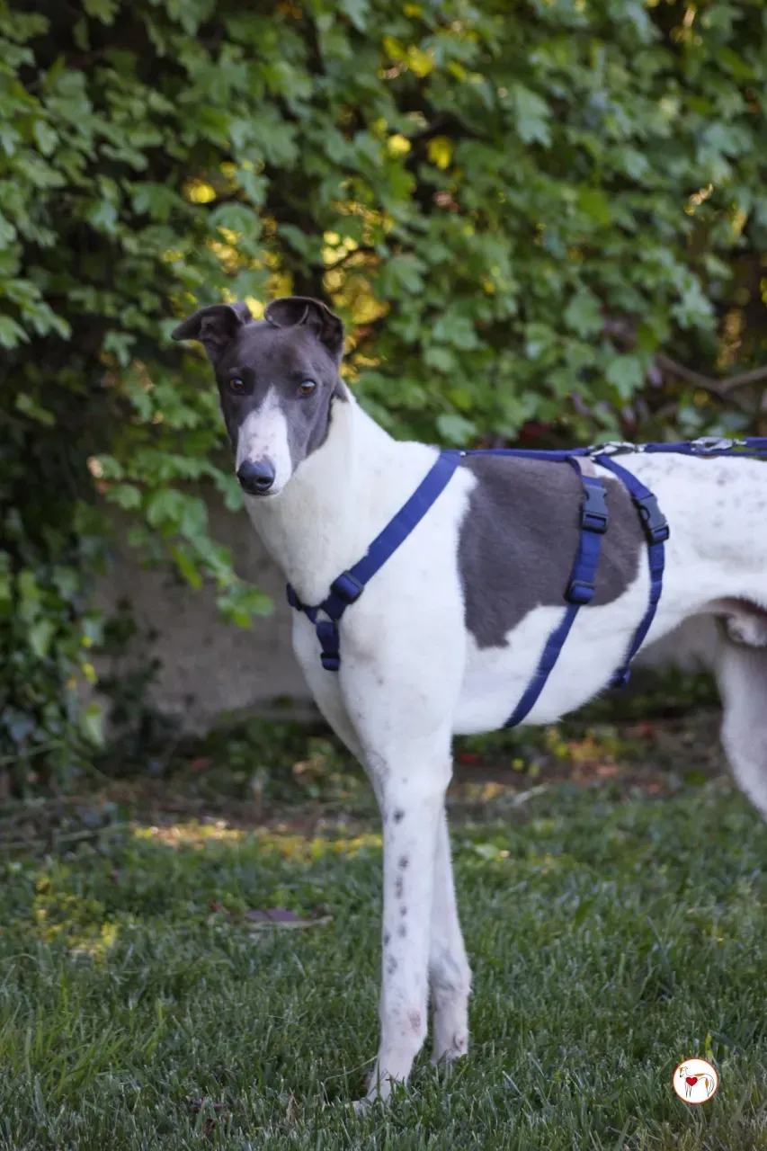 romeo arrivogrey20aprile2024 231 large