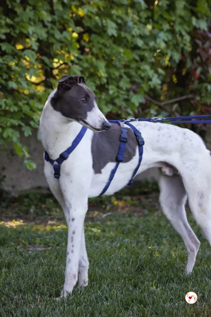 romeo arrivogrey20aprile2024 232 large