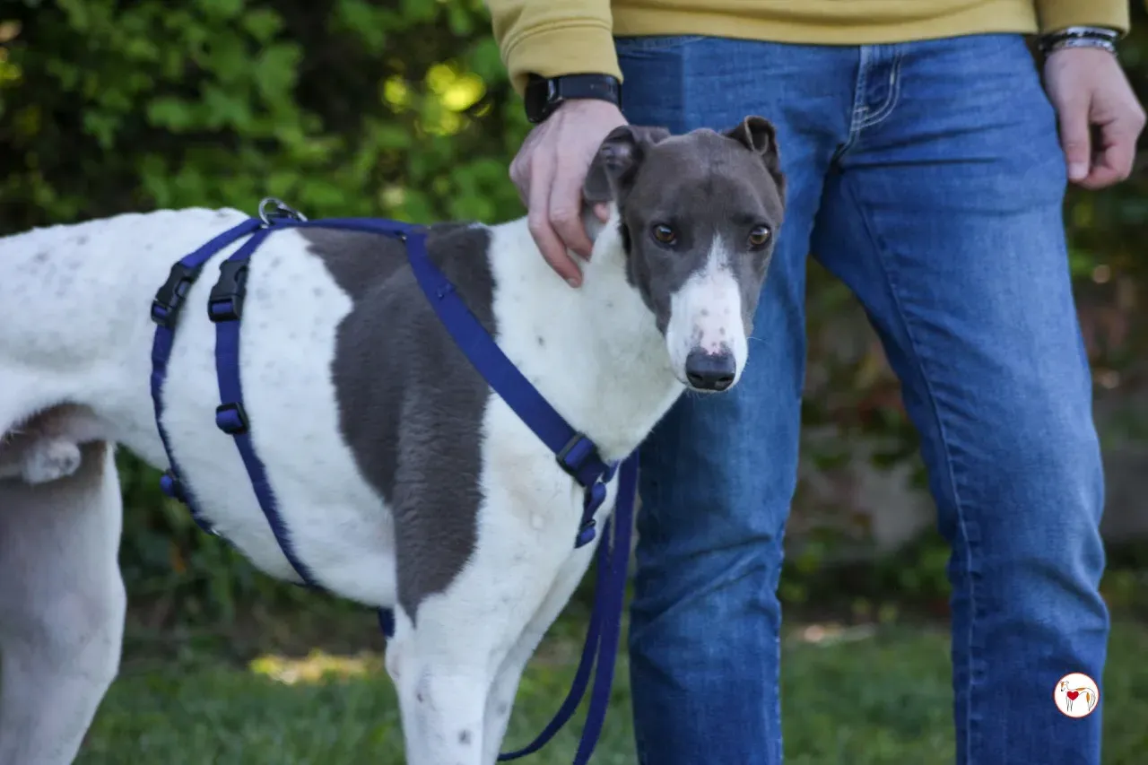 romeo arrivogrey20aprile2024 233 large