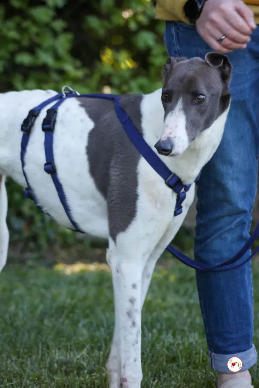 romeo arrivogrey20aprile2024 234 large