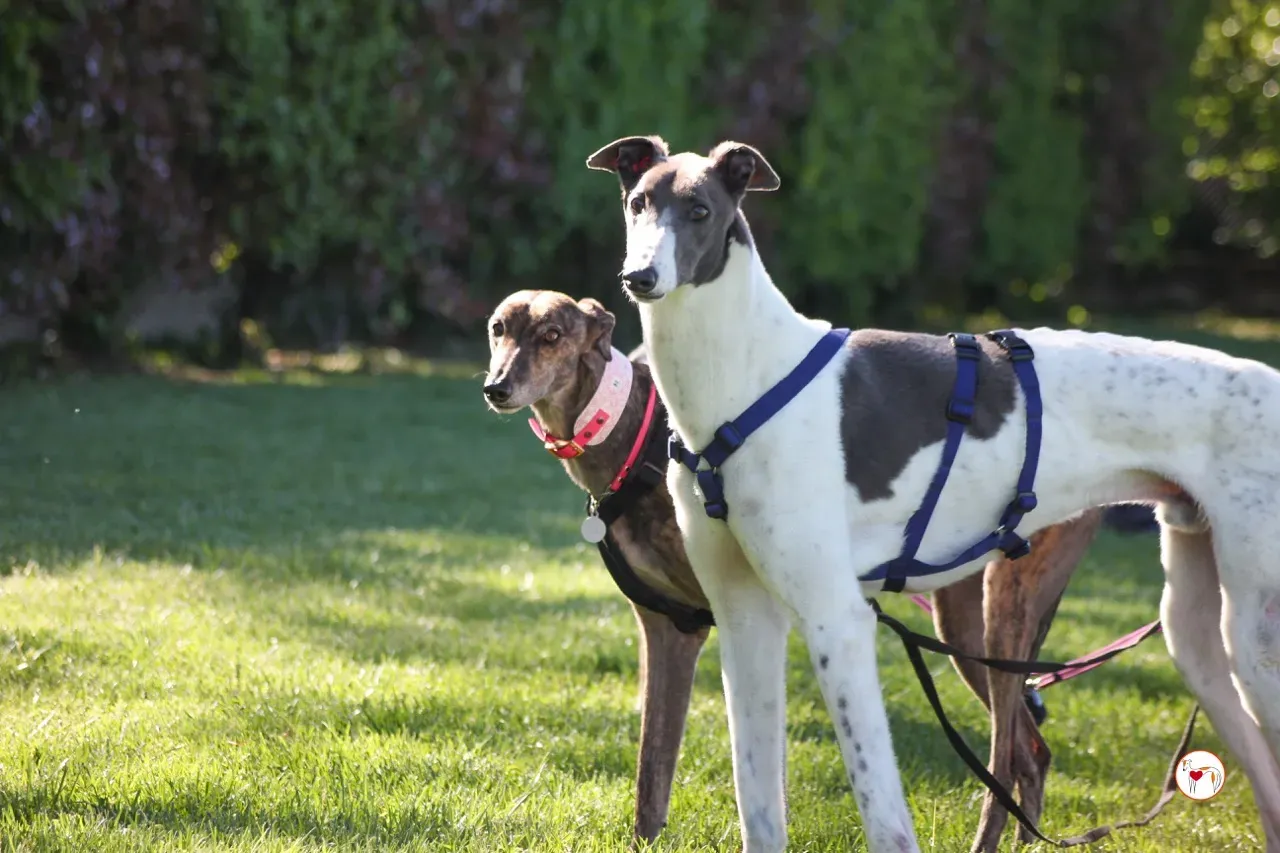 romeo arrivogrey20aprile2024 248 large