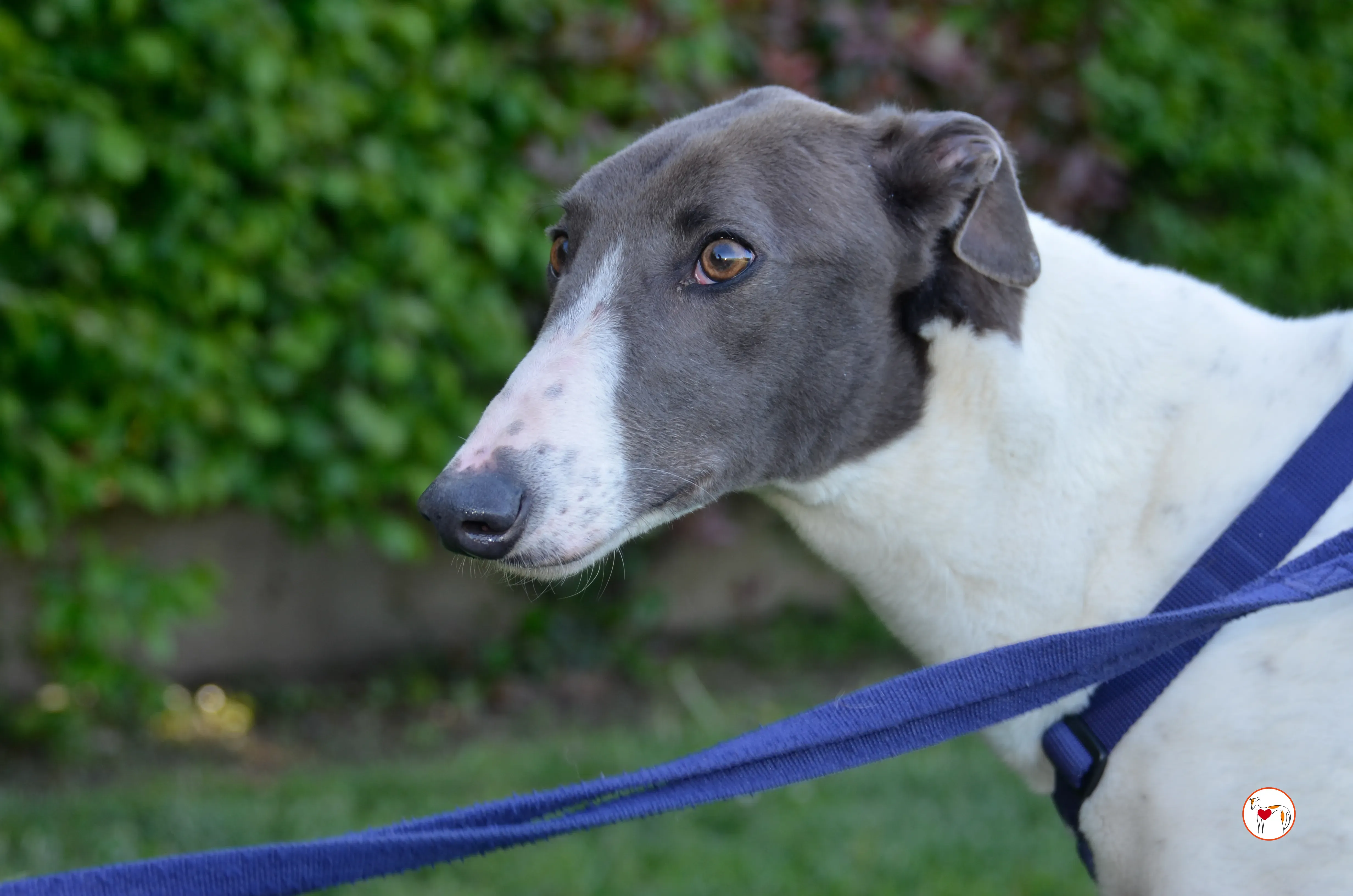 romeo arrivogrey20aprile2024 364