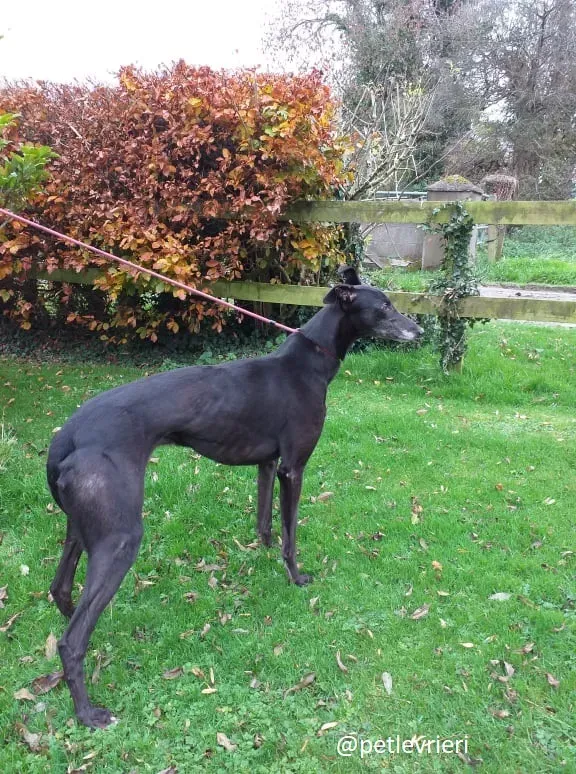 ron adozione greyhound 1 1