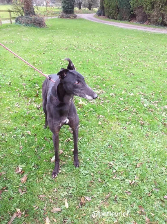 ron adozione greyhound 2 1