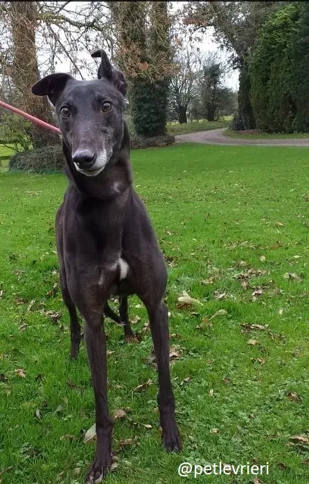 ron adozione greyhound 3 1