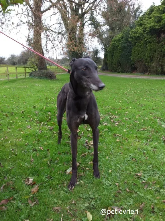 ron adozione greyhound 4 1