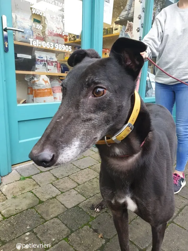 ron adozione greyhound 5 1