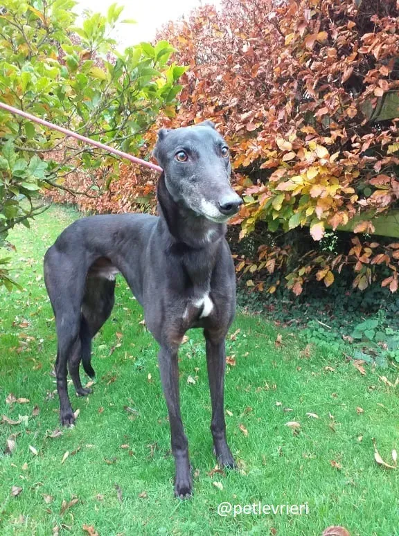 ron adozione greyhound 5