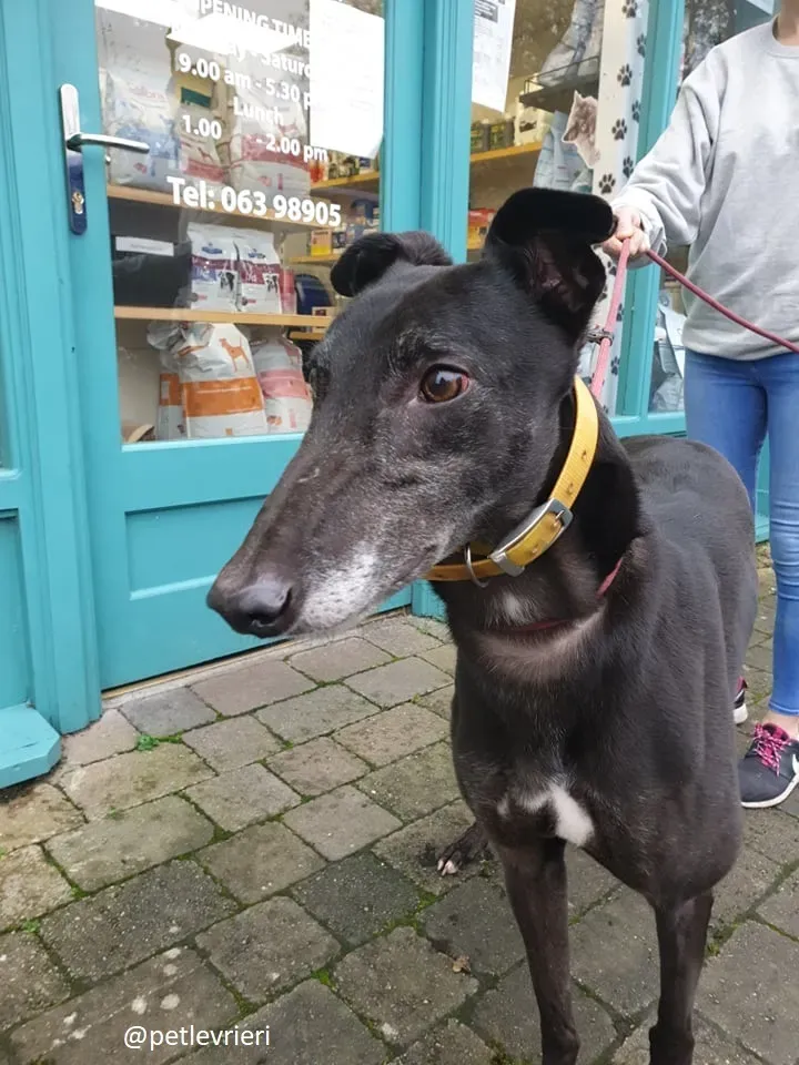 ron adozione greyhound 6 1