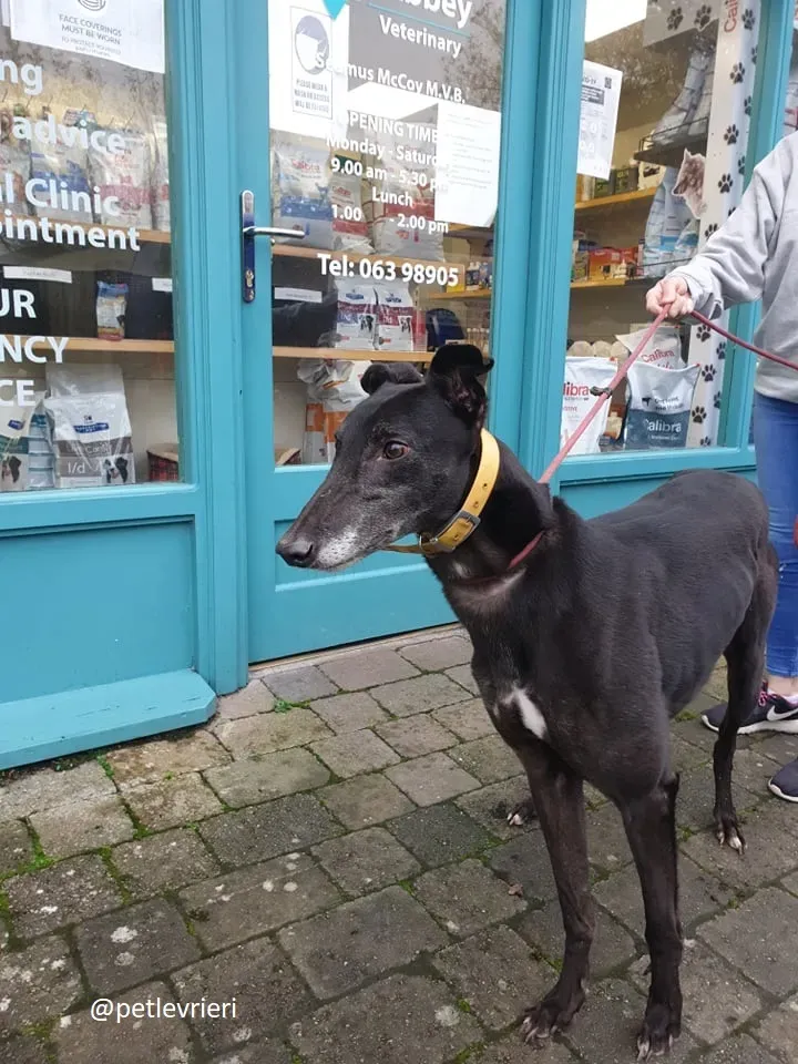 ron adozione greyhound 7