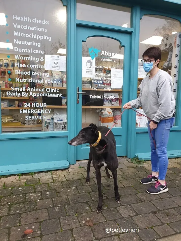 ron adozione greyhound 8