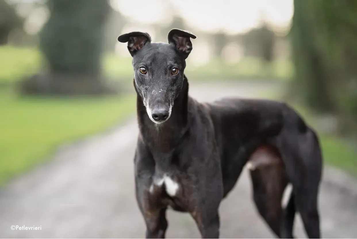 ron adozione levrieri greyhound 1