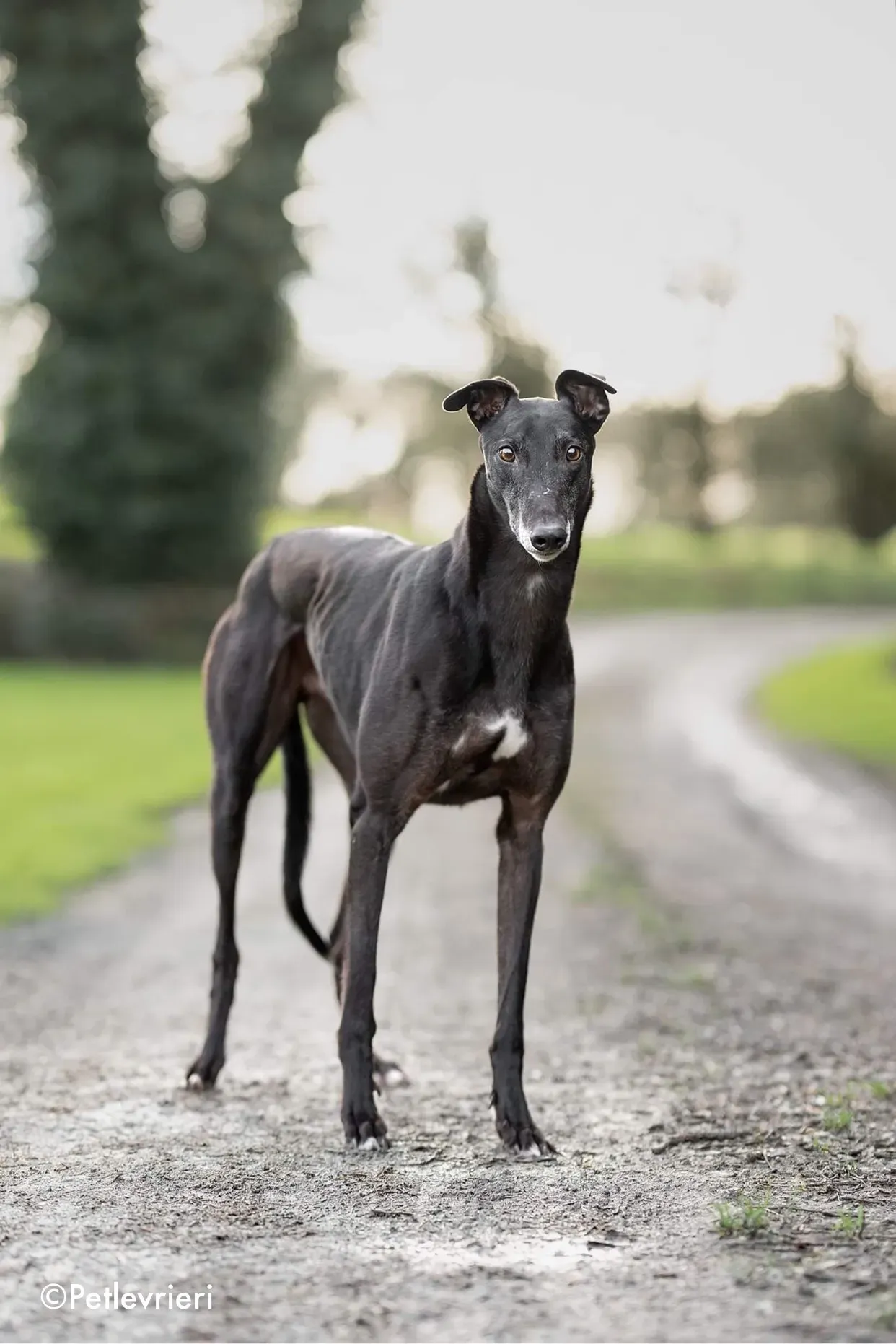 ron adozione levrieri greyhound 2