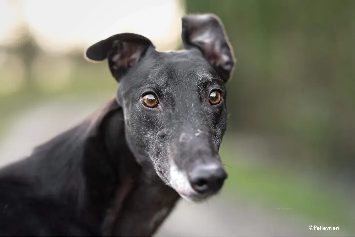 ron adozione levrieri greyhound 3