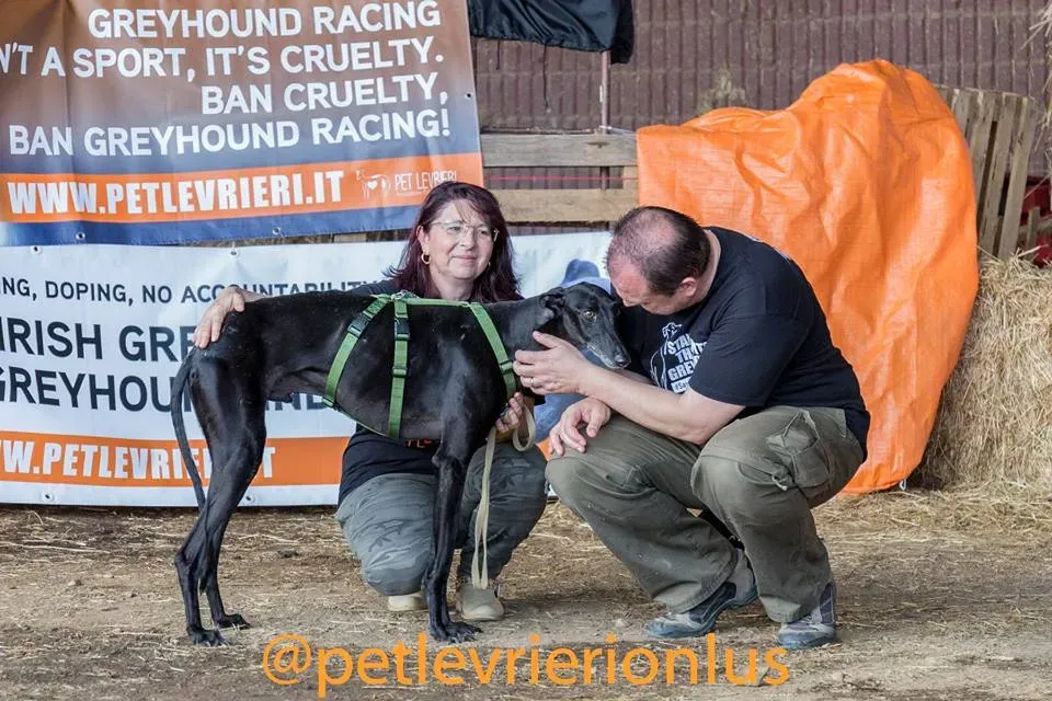 rond perlevrieri petlevrierionlus foster progettofoster