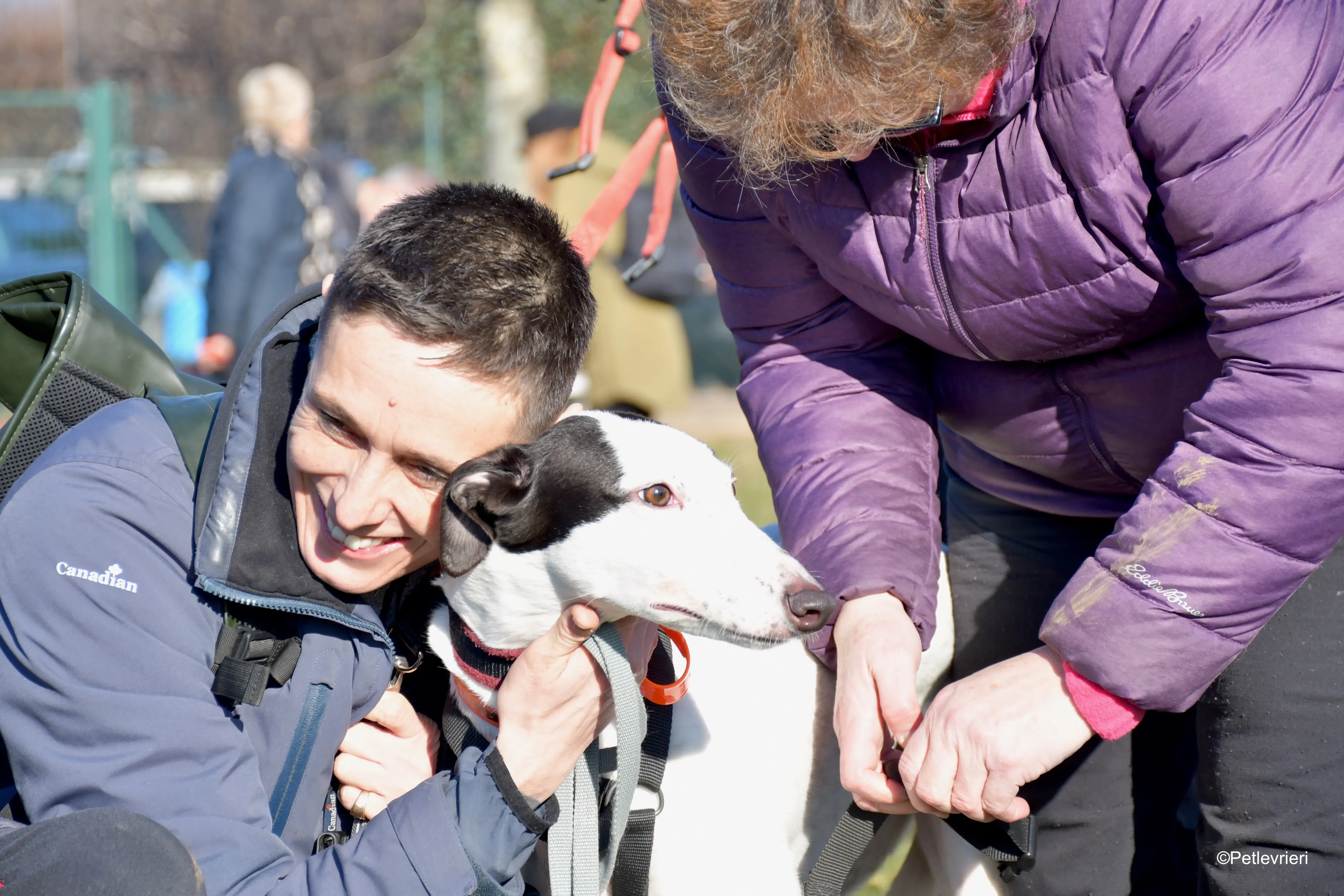 ronja adozione levrieri greyhound 1