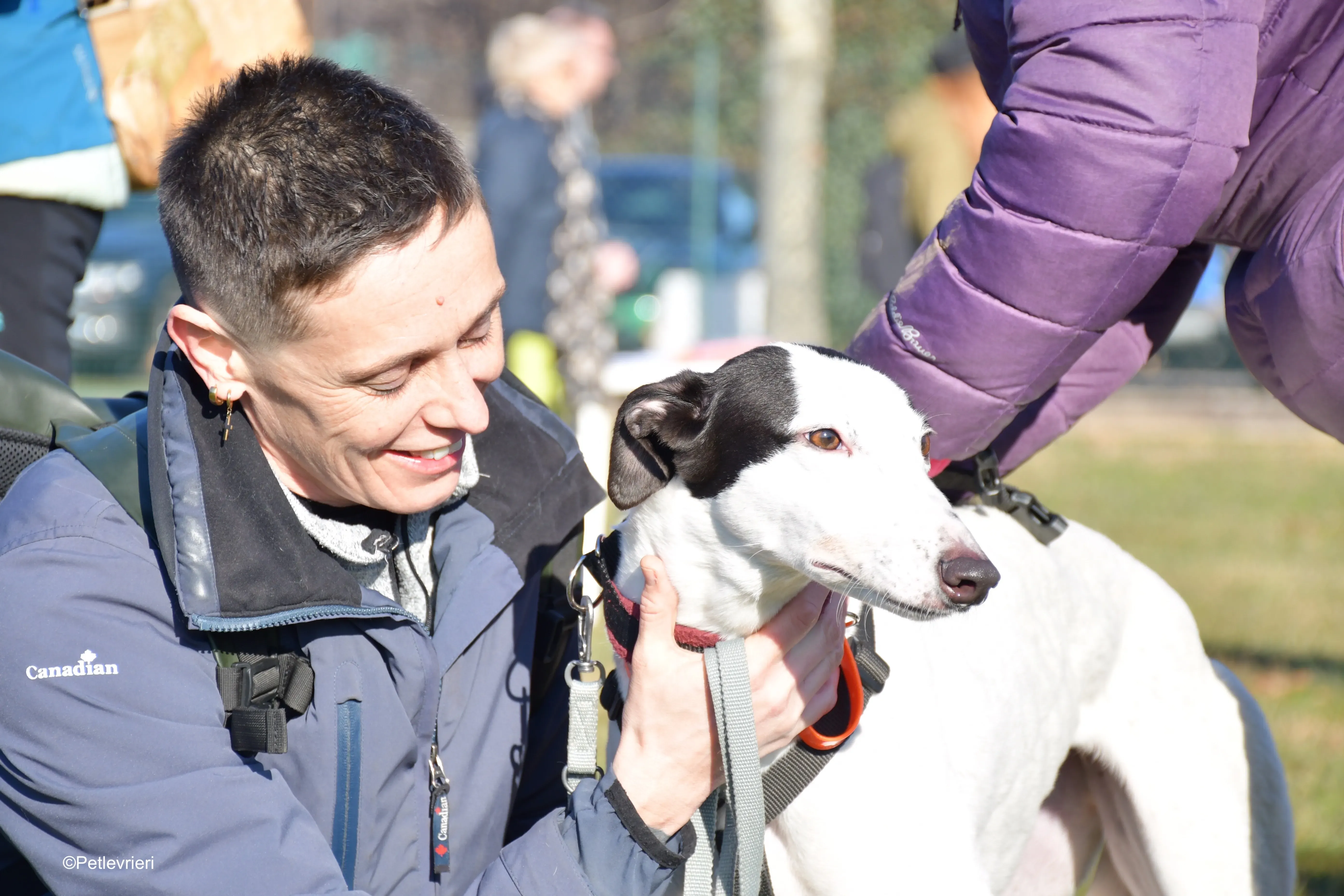 ronja adozione levrieri greyhound 2