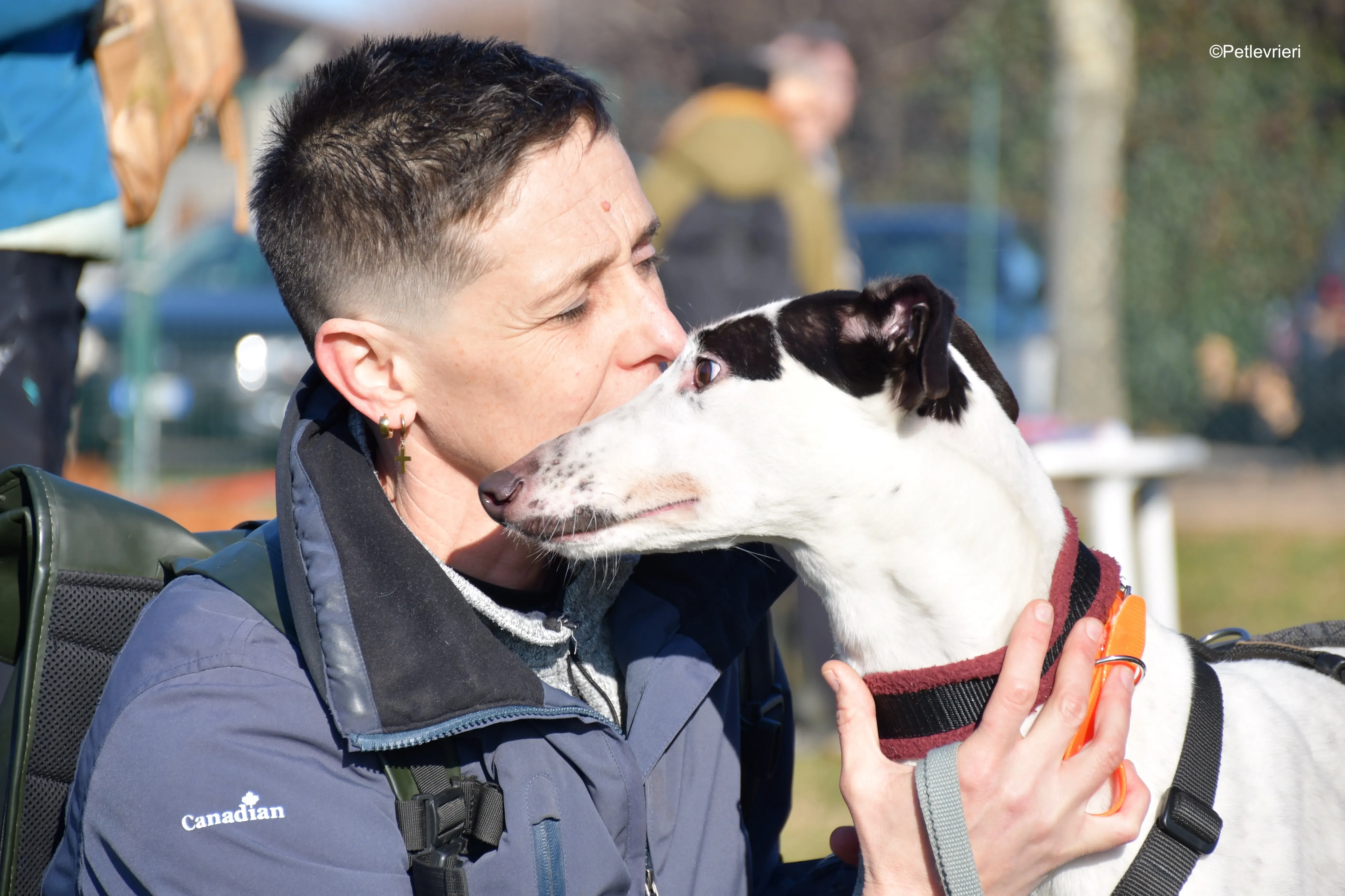 ronja adozione levrieri greyhound 3