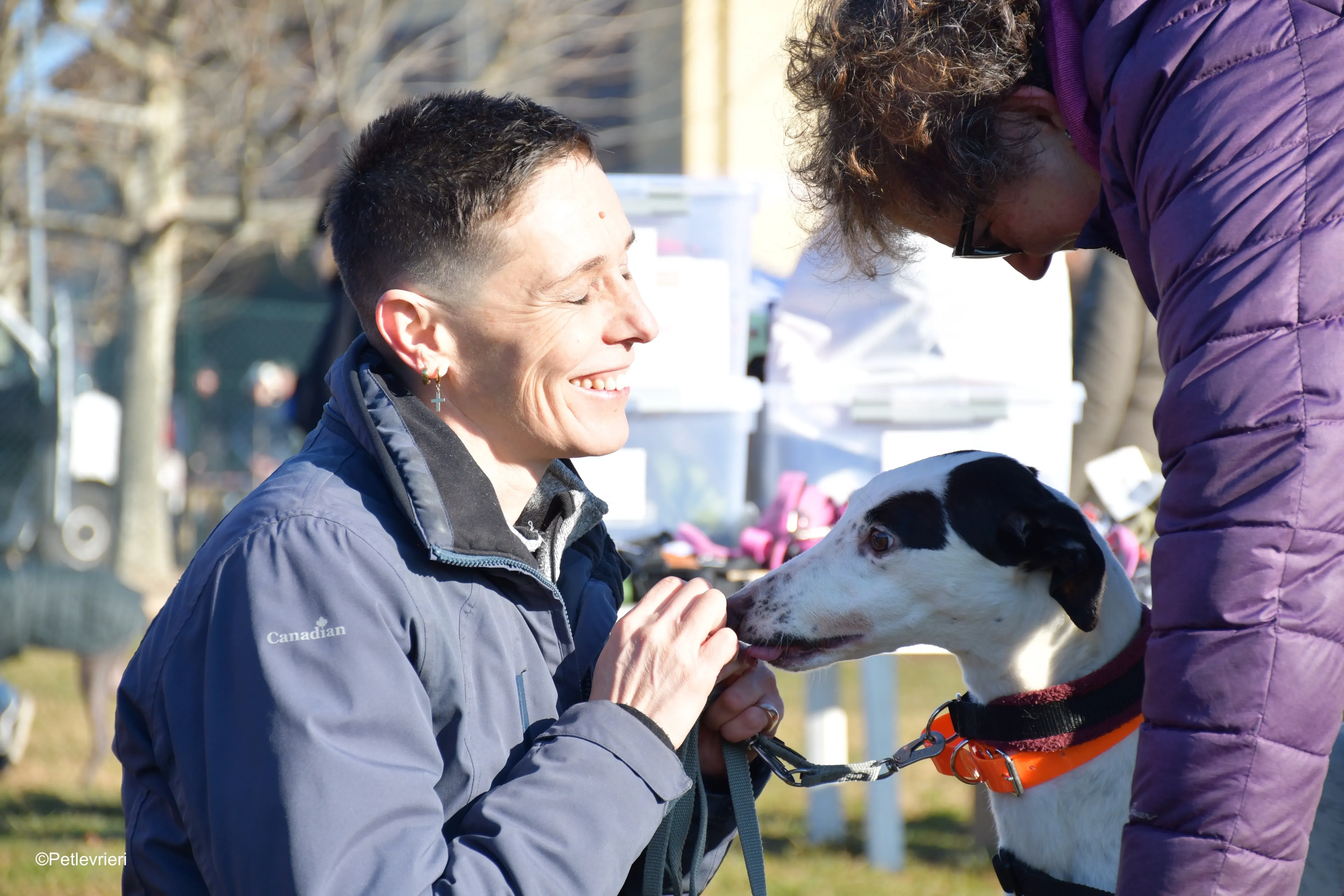 ronja adozione levrieri greyhound 4