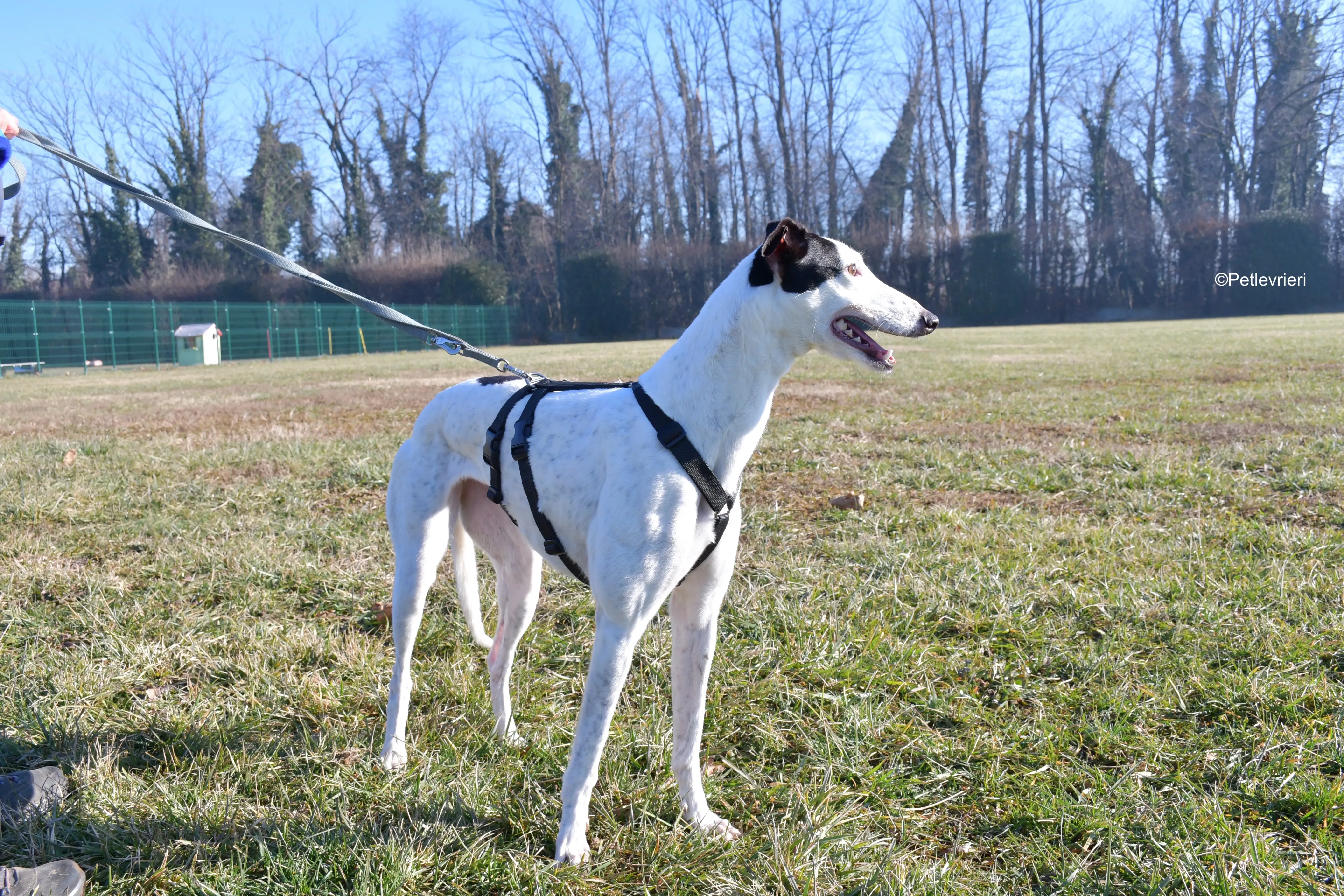 ronja adozione levrieri greyhound 5