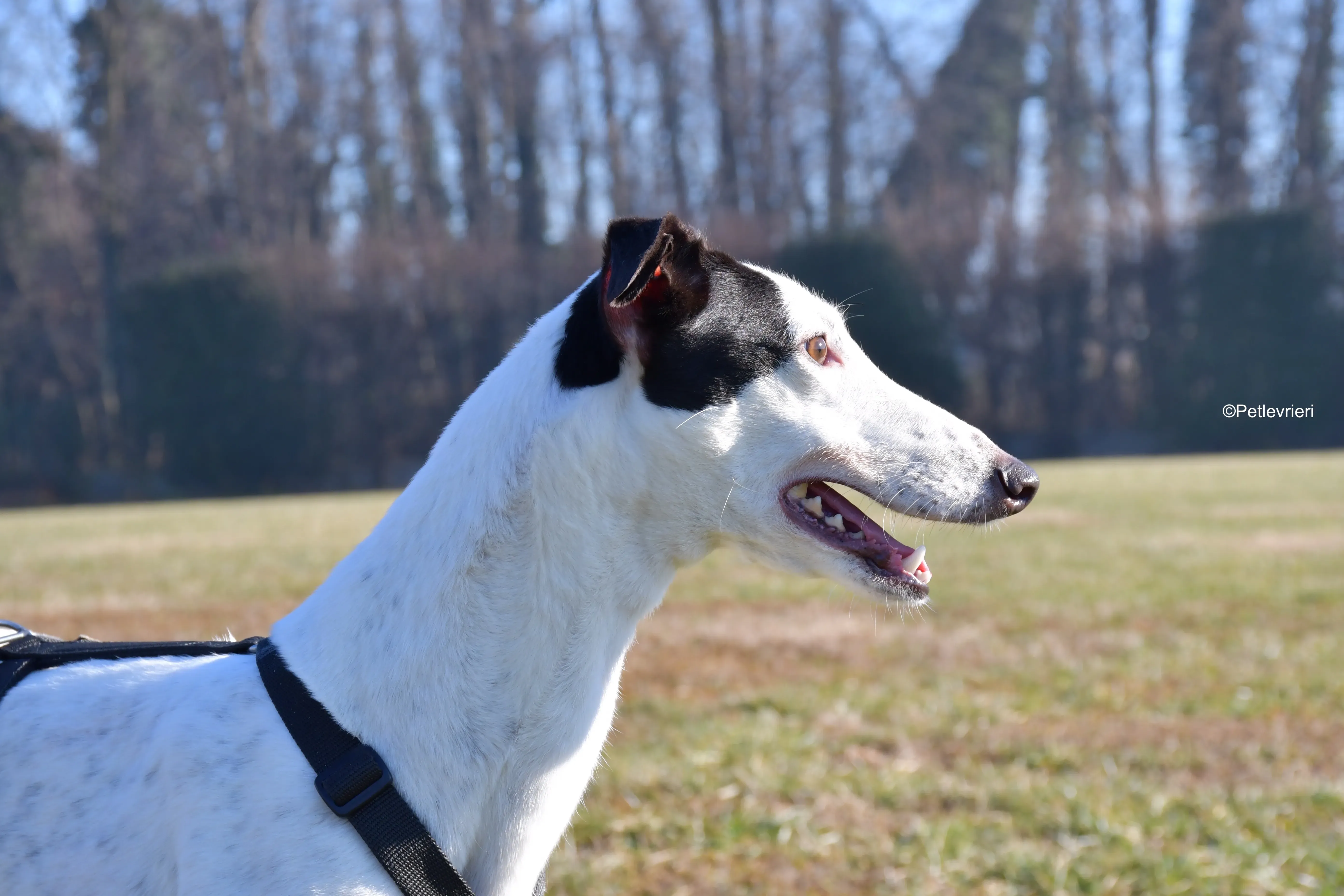 ronja adozione levrieri greyhound 6