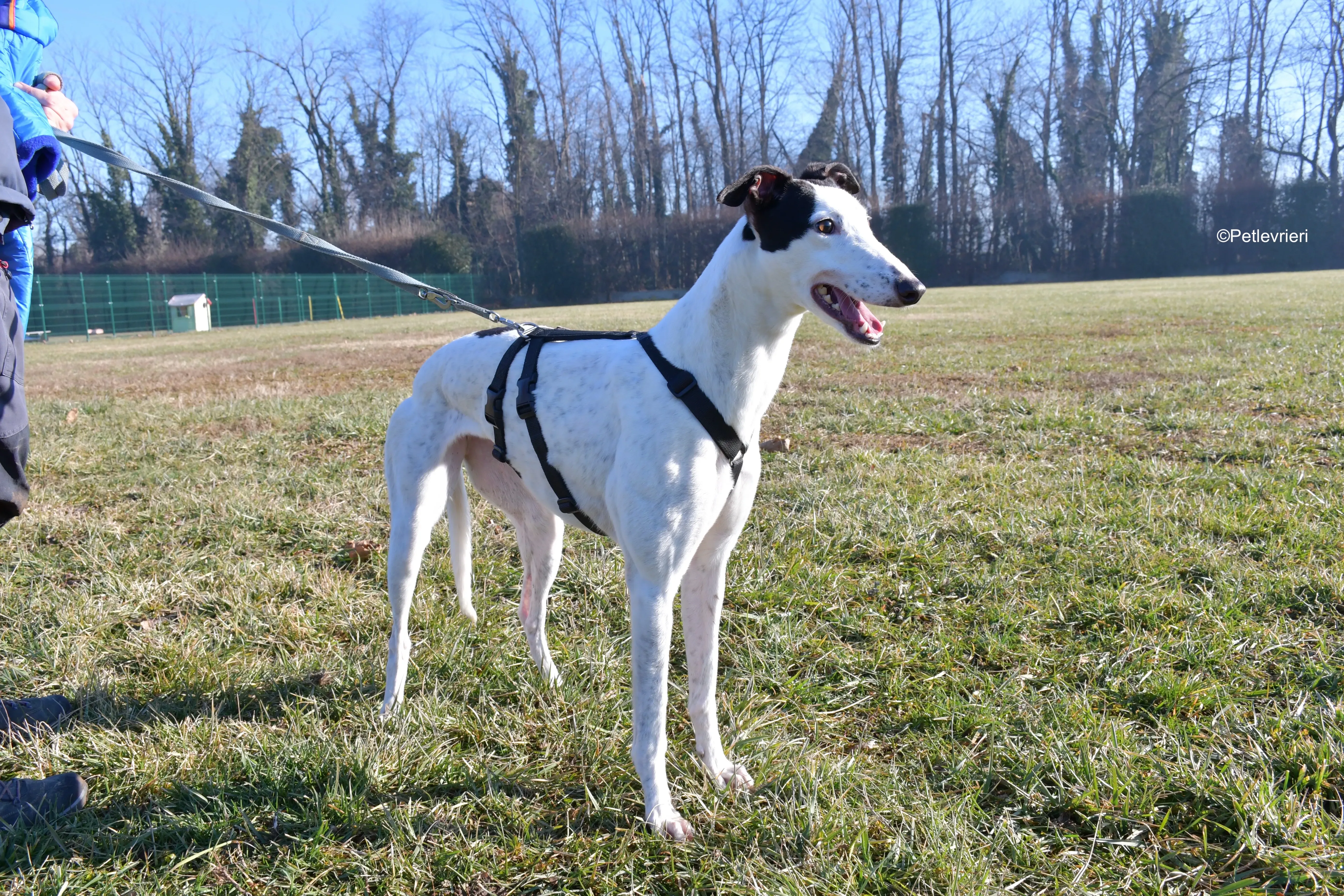 ronja adozione levrieri greyhound 7