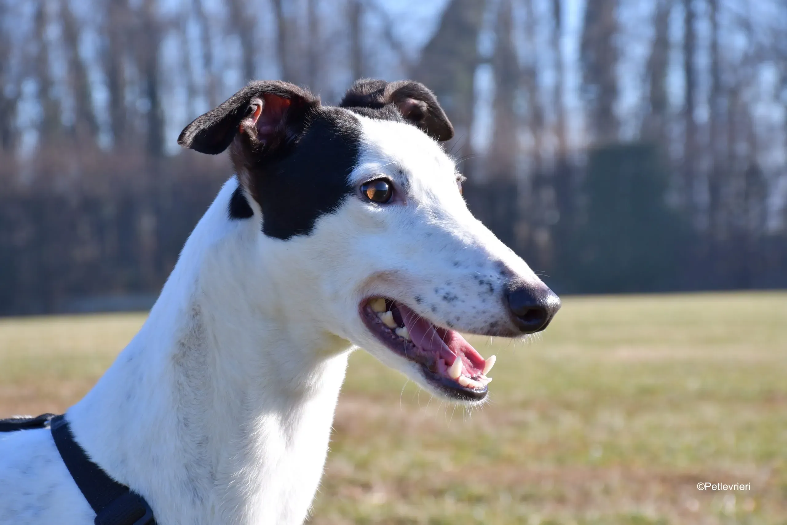 ronja adozione levrieri greyhound 8 scaled