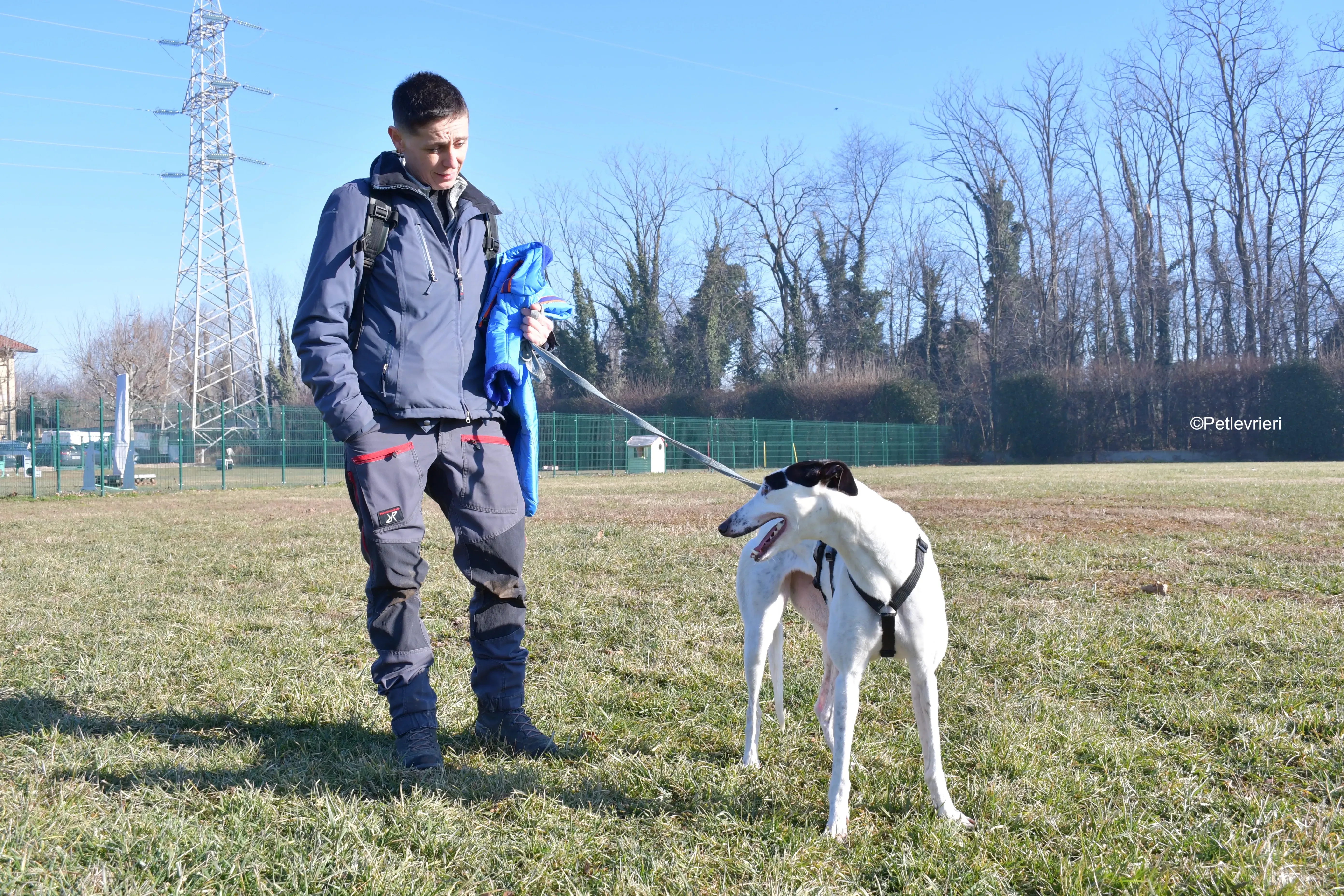 ronja adozione levrieri greyhound 9
