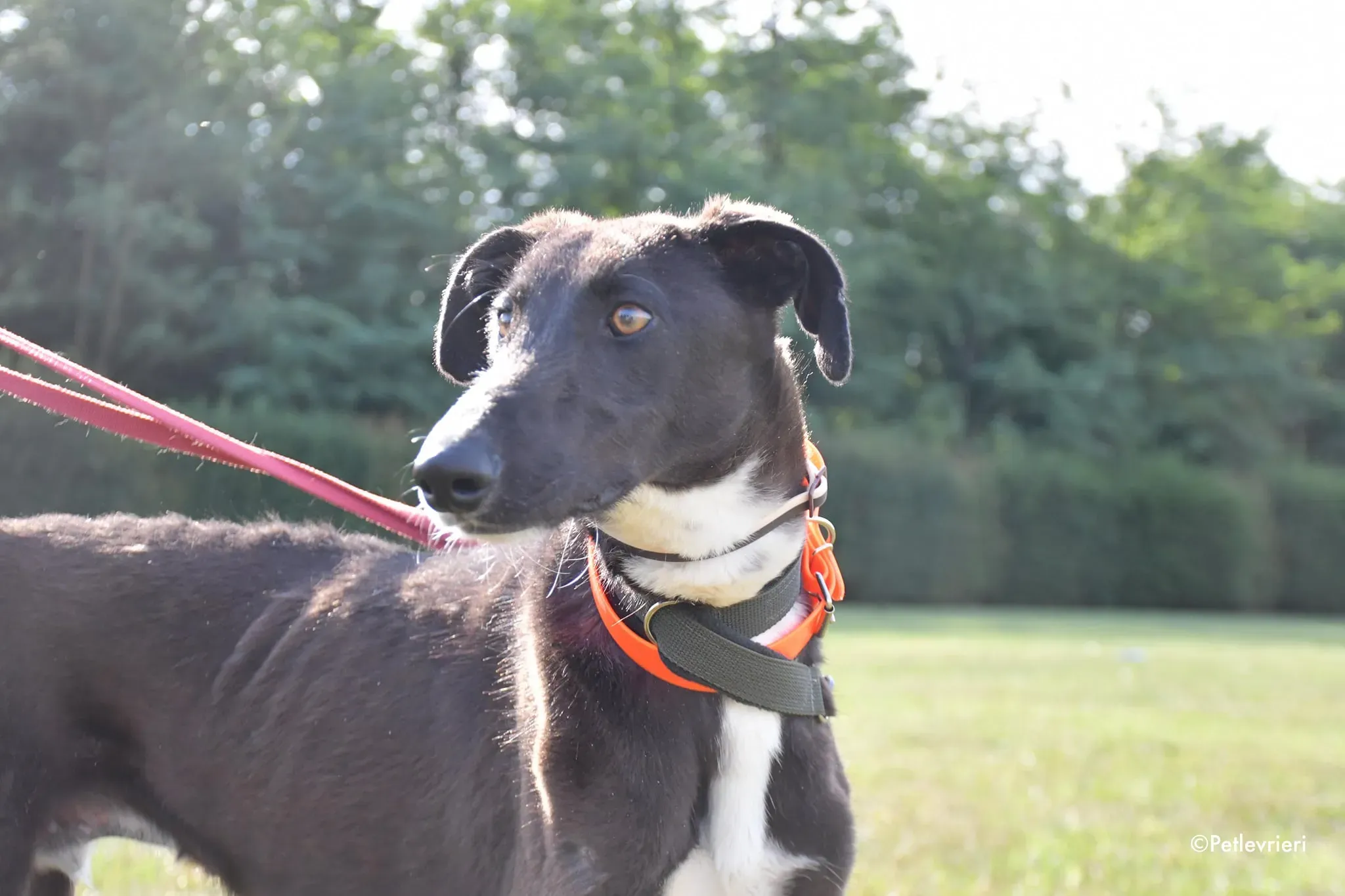 ronny galgo adozione levrieri adolescente 1