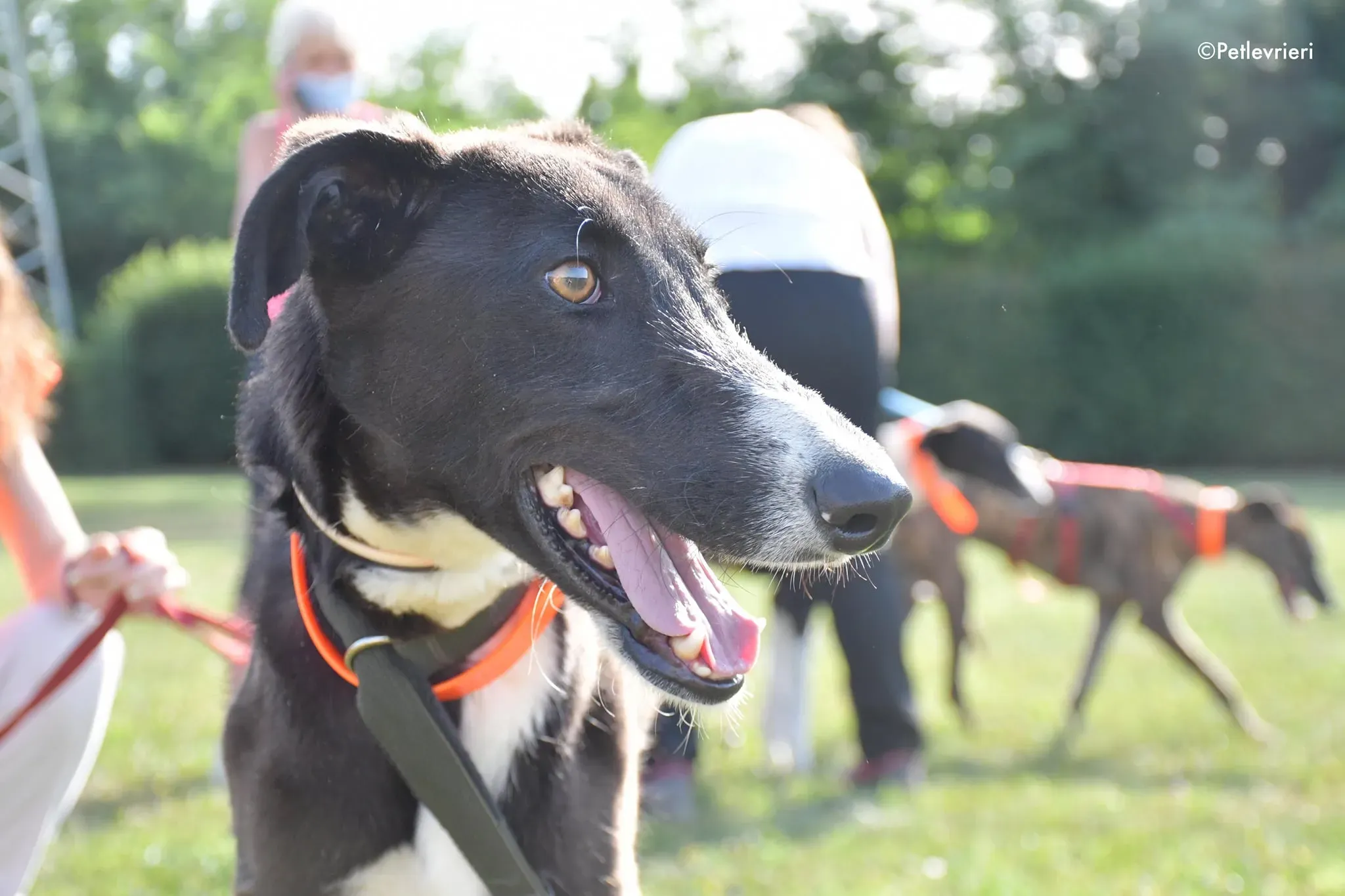 ronny galgo adozione levrieri adolescente 2