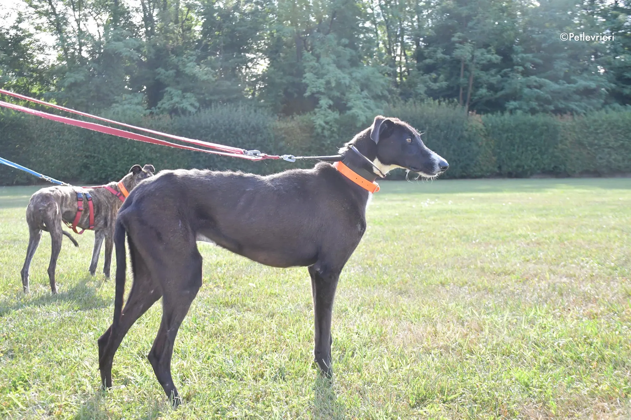 ronny galgo adozione levrieri adolescente 3
