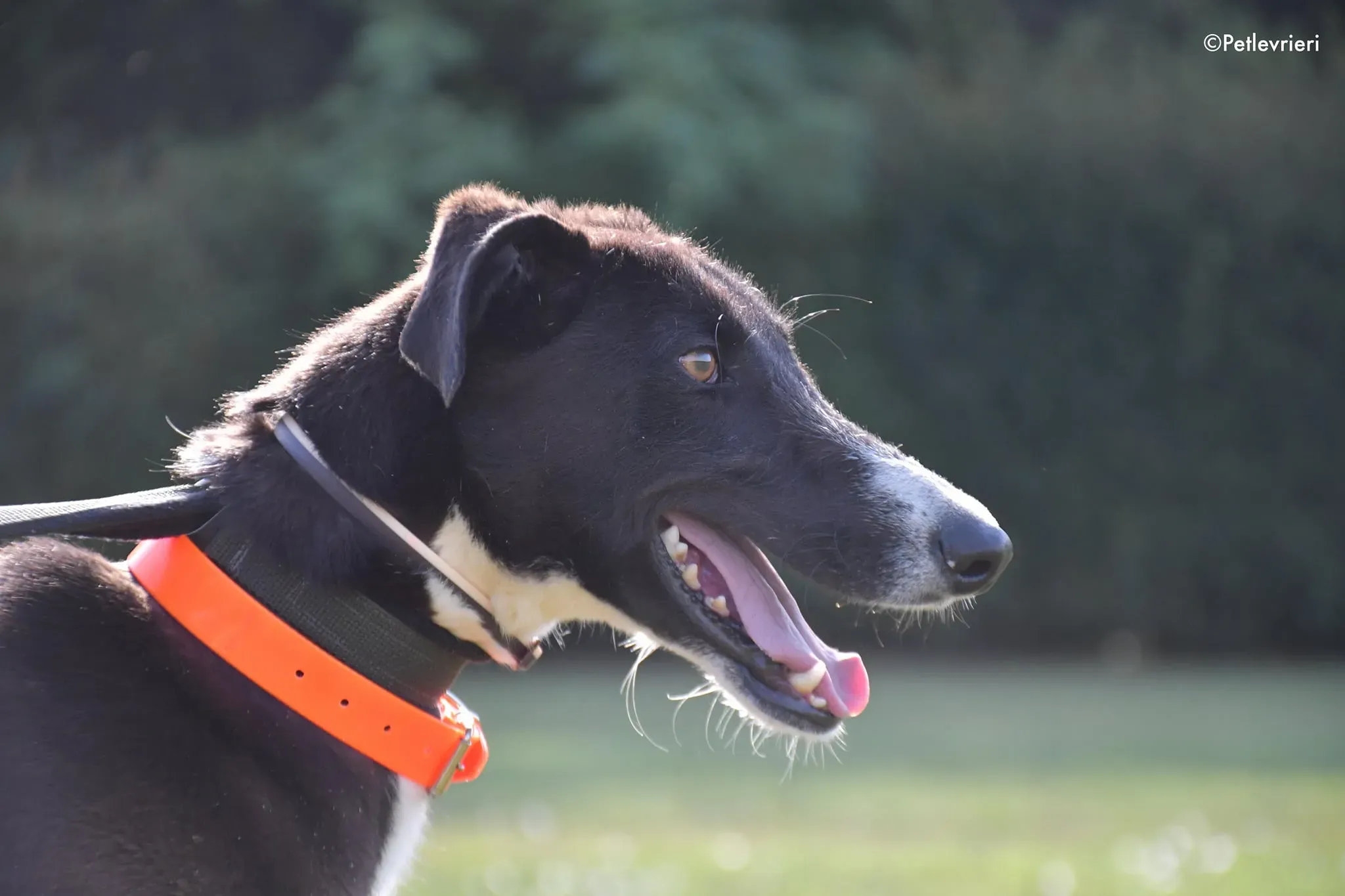 ronny galgo adozione levrieri adolescente 4