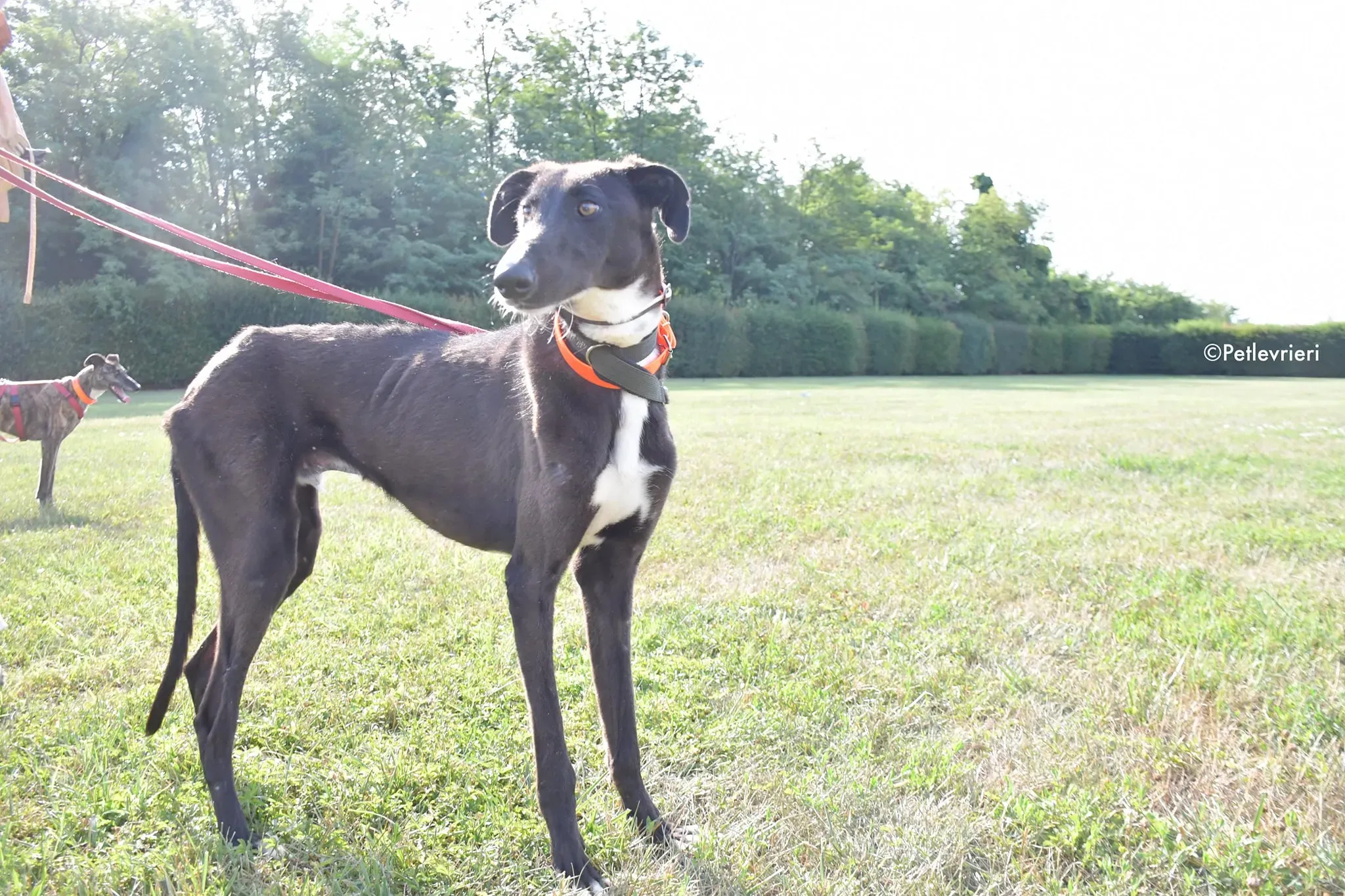 ronny galgo adozione levrieri adolescente 5