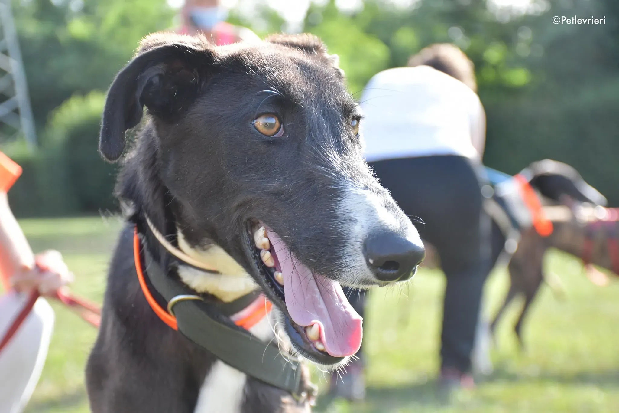 ronny galgo adozione levrieri adolescente 6
