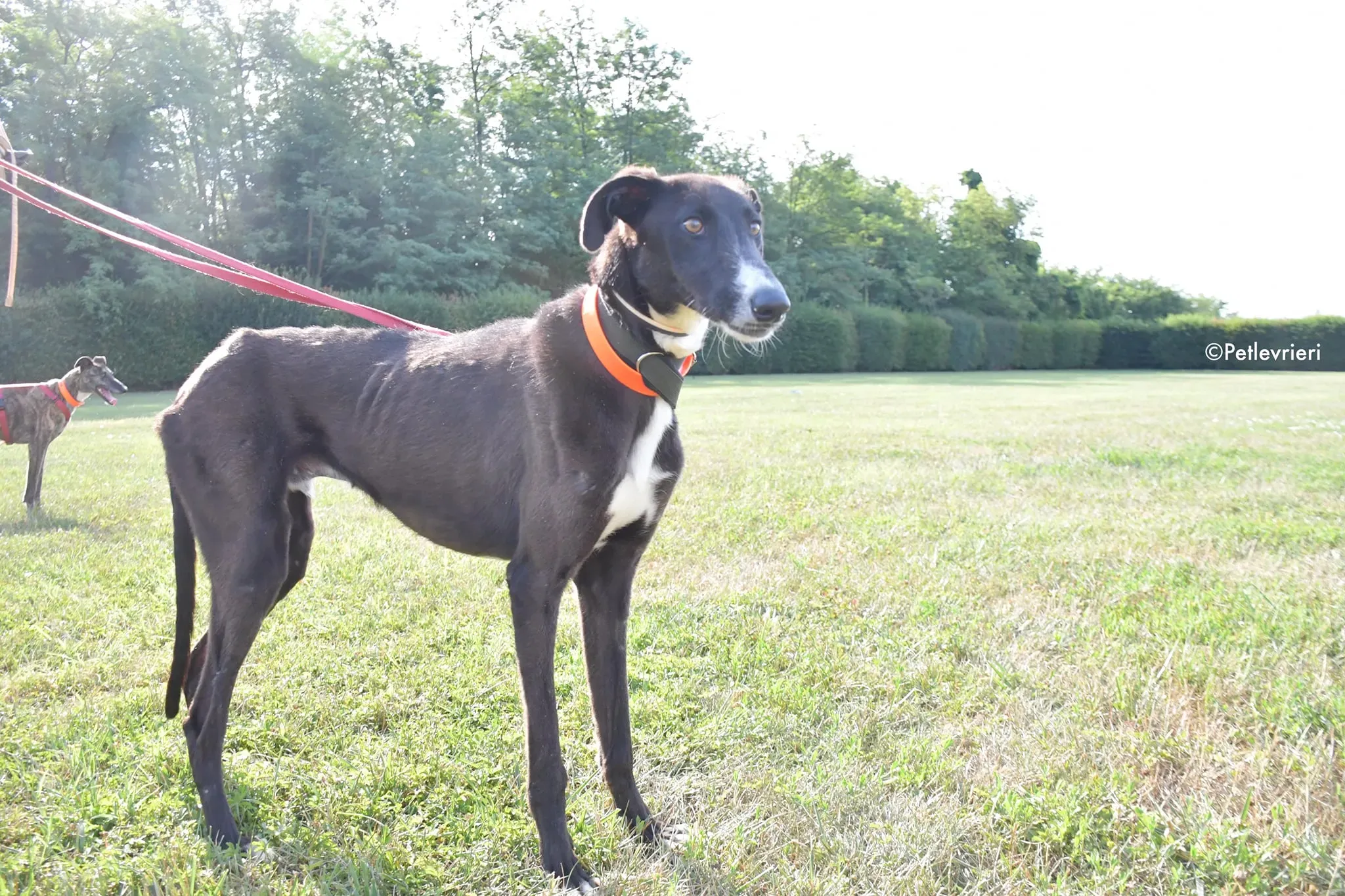 ronny galgo adozione levrieri adolescente 7