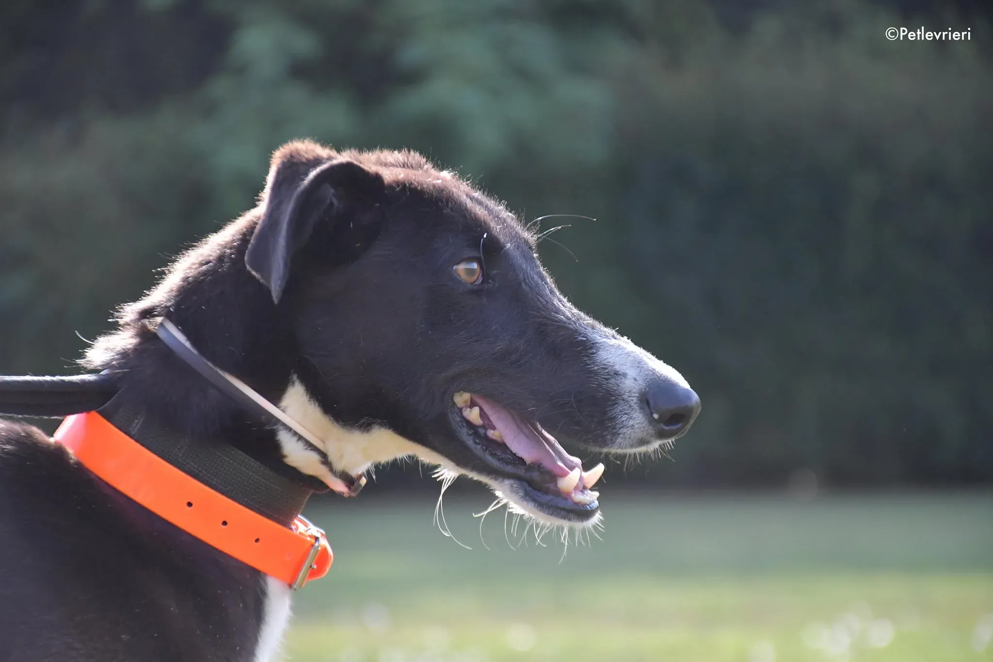 ronny galgo adozione levrieri adolescente 8