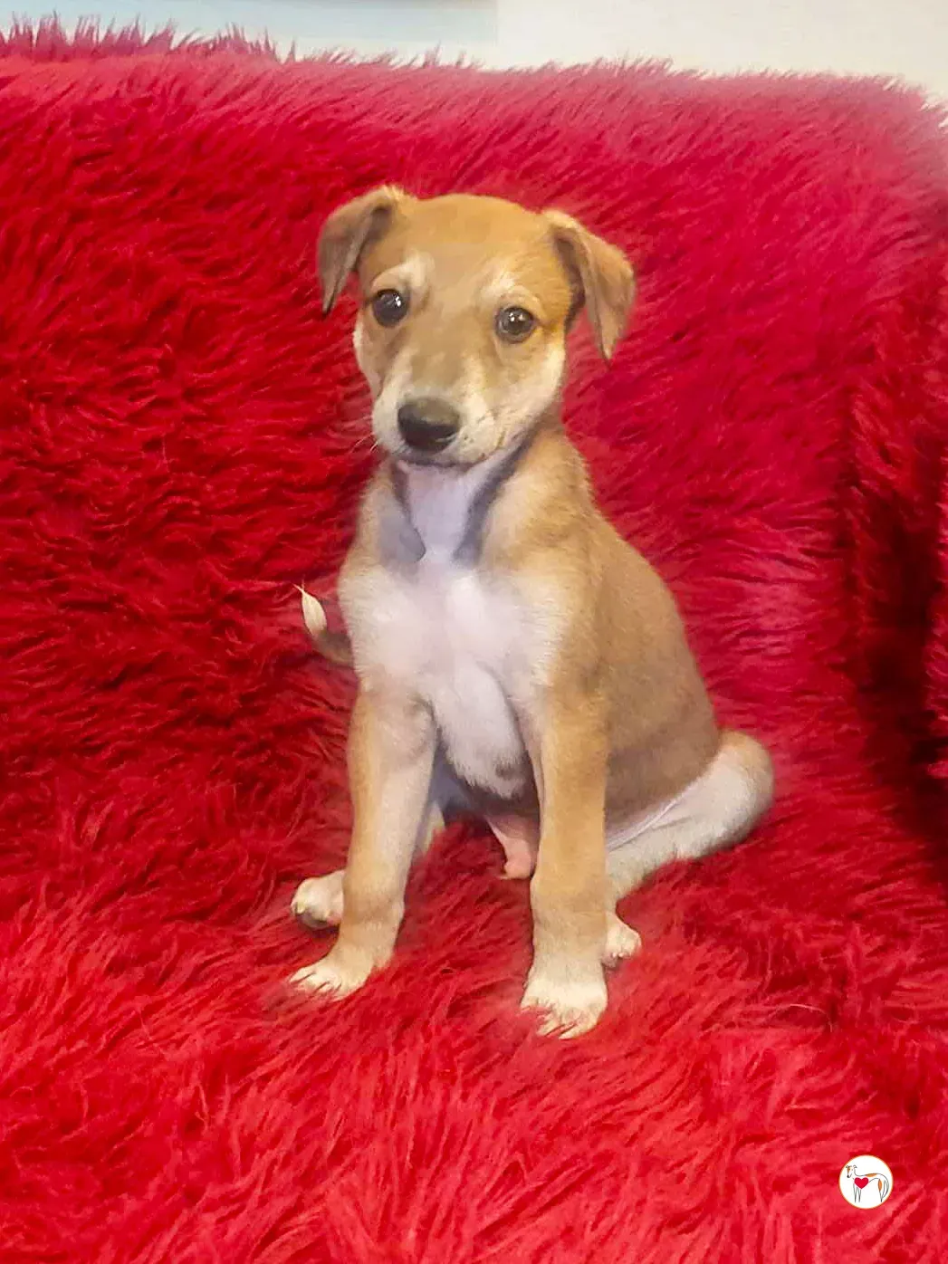 rory grey cucciolo adozione 01